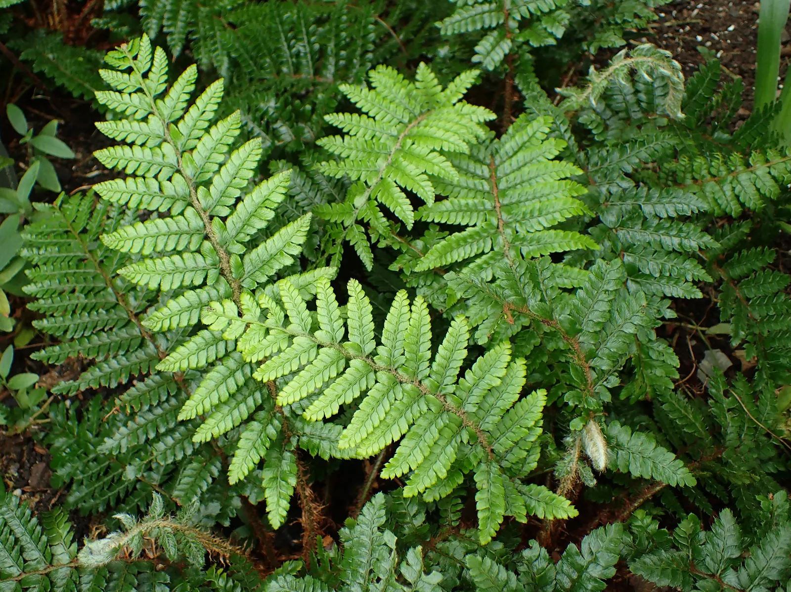 Japanese Tassel Fern (Polystichum Polyblepharum) — scientifically known as Polystichum polyblepharum