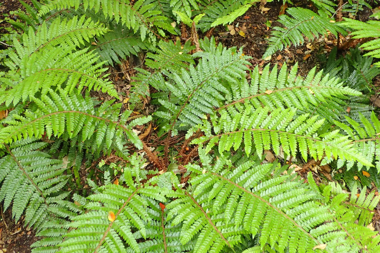 Japanese Tassel Fern (Polystichum Polyblepharum) — and slightly acidic to neutral in pH.<br><br>Requiring little maintenance