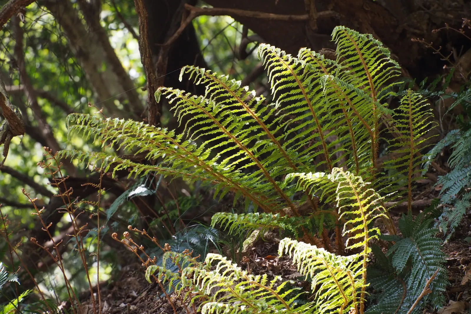 Japanese Tassel Fern (Polystichum Polyblepharum) — unfurling with a distinct tassel-like tip as they mature; it adds texture and year-round interest to the