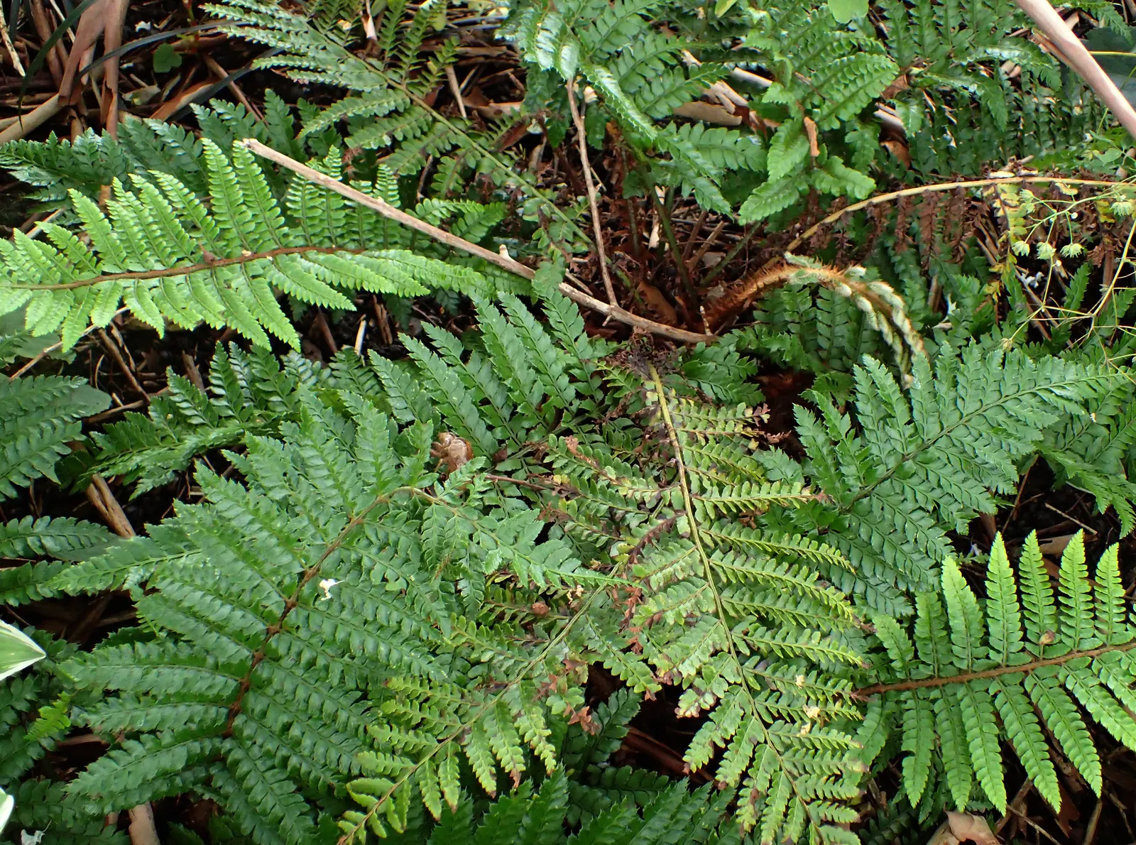 Japanese Tassel Fern (Polystichum Polyblepharum) — serene ambiance and pairs beautifully with hostas