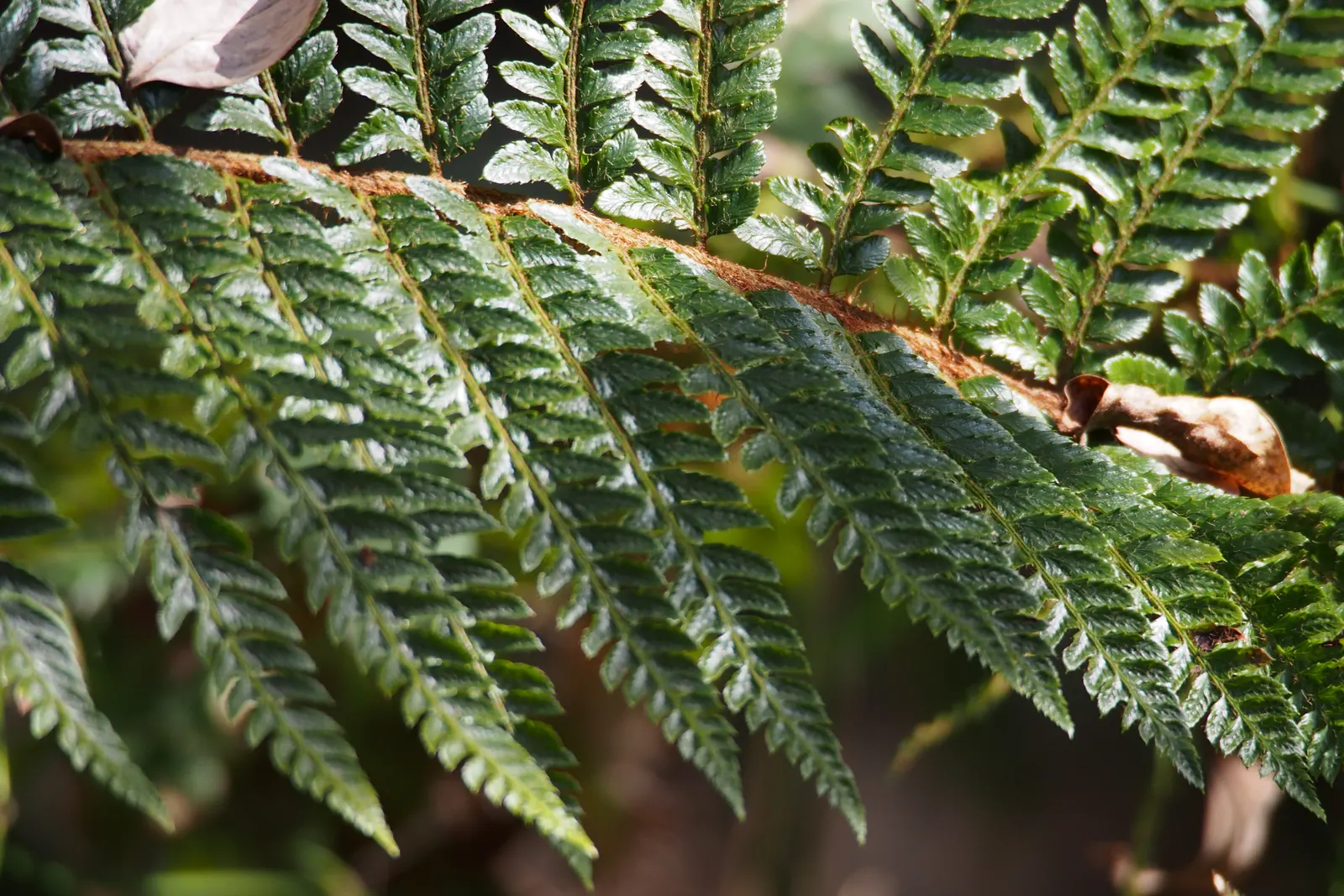 Japanese Tassel Fern (Polystichum Polyblepharum) — moist environment away from the harsh afternoon sun