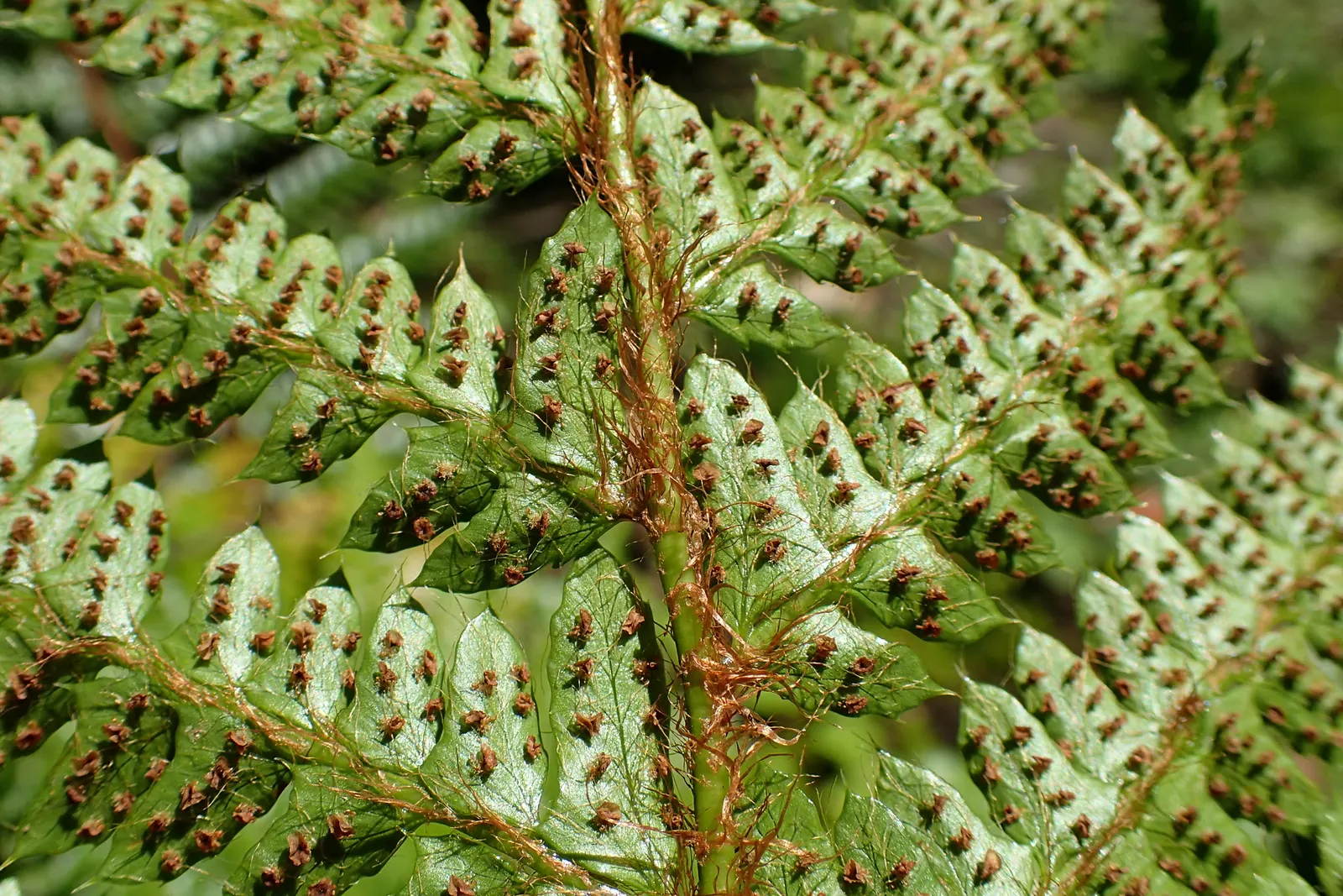 Japanese Tassel Fern (Polystichum Polyblepharum) — A native to the understory of Japanese forests