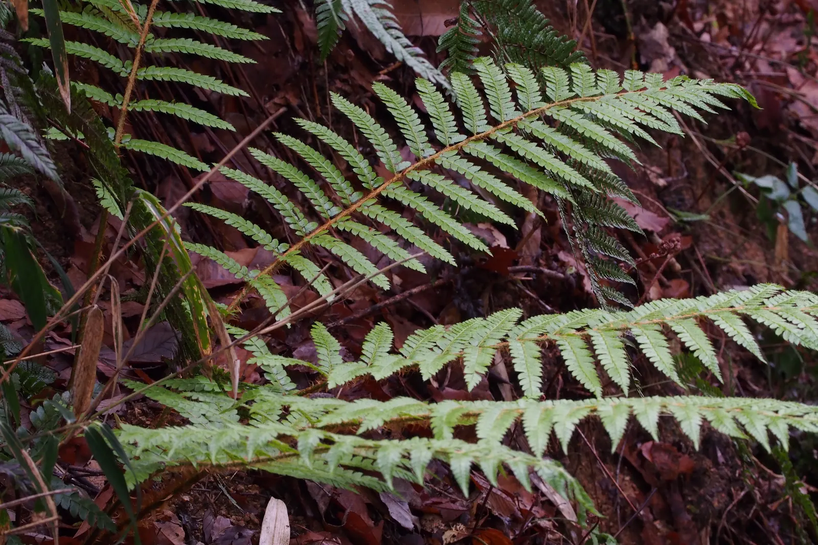 Japanese Tassel Fern (Polystichum Polyblepharum) — Perfect for woodland gardens, this fern adds a graceful texture and year-round interest to shaded areas