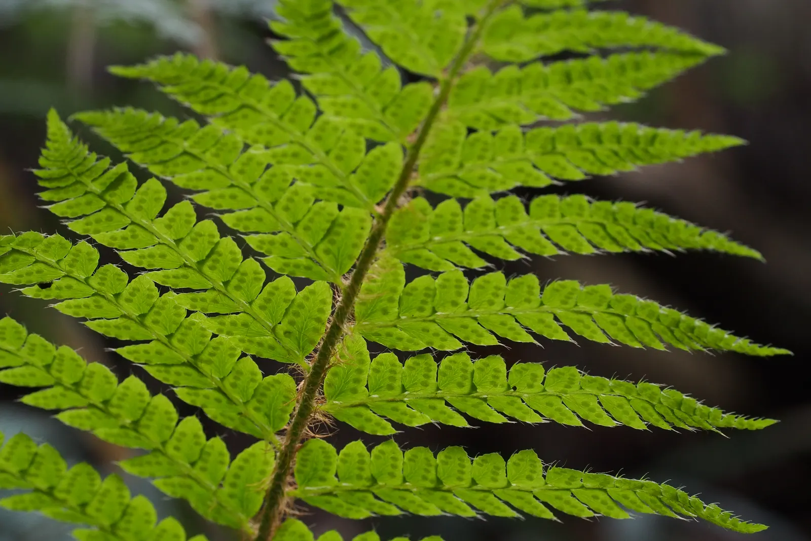 Japanese Tassel Fern (Polystichum Polyblepharum) — moist environment away from the harsh afternoon sun, image 35