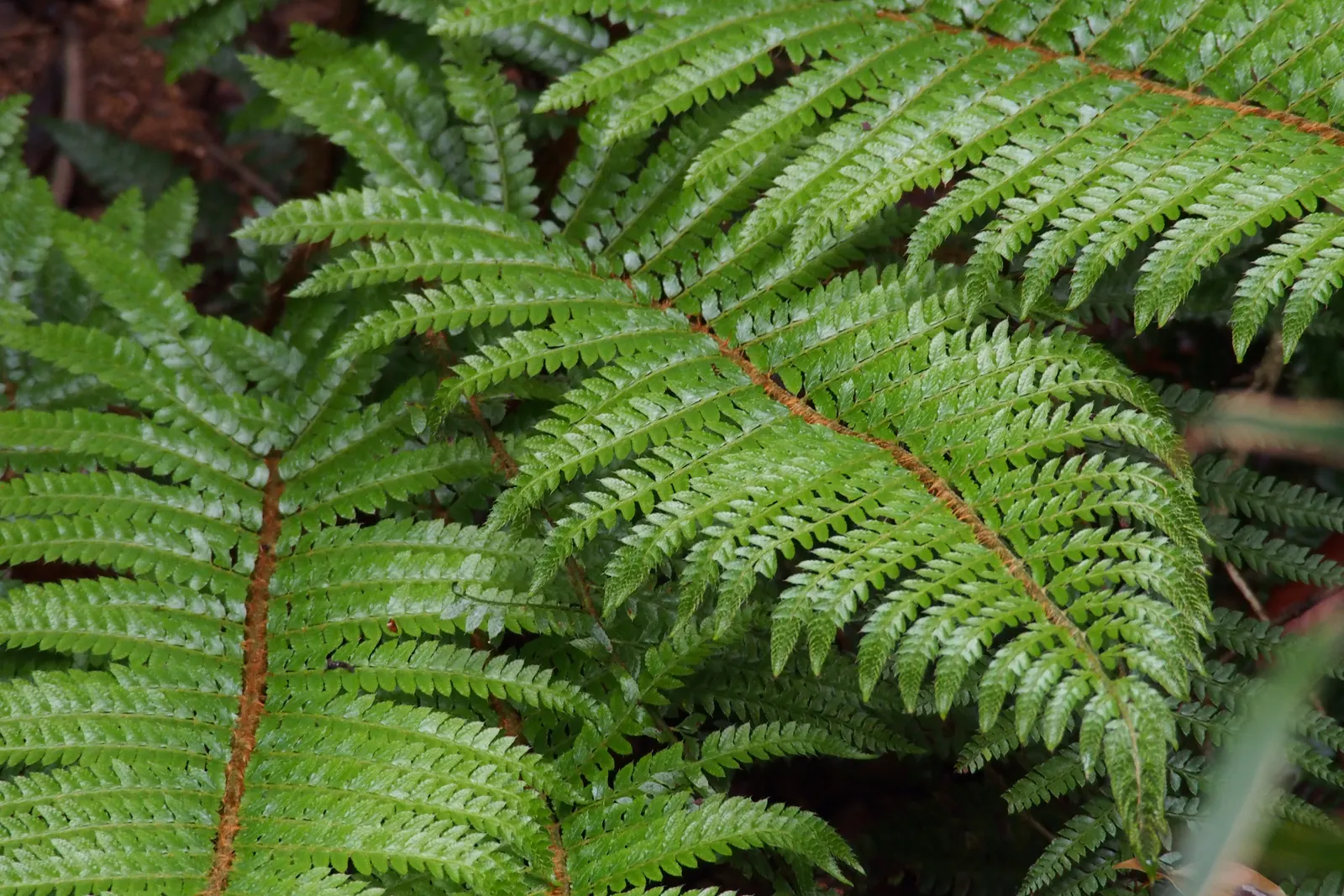 Japanese Tassel Fern (Polystichum Polyblepharum) — scientifically known as Polystichum polyblepharum; and slightly acidic to neutral in pH.<br><br>Requiring
