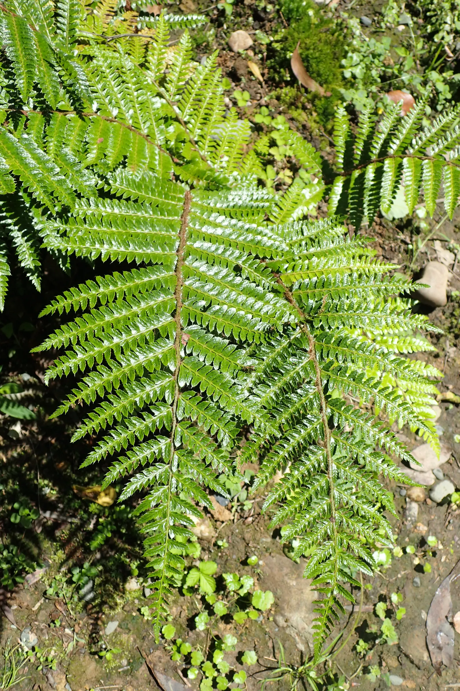 Japanese Tassel Fern (Polystichum Polyblepharum) — It's best situated in a north-facing garden or under the dappled shade of deciduous trees; making it a