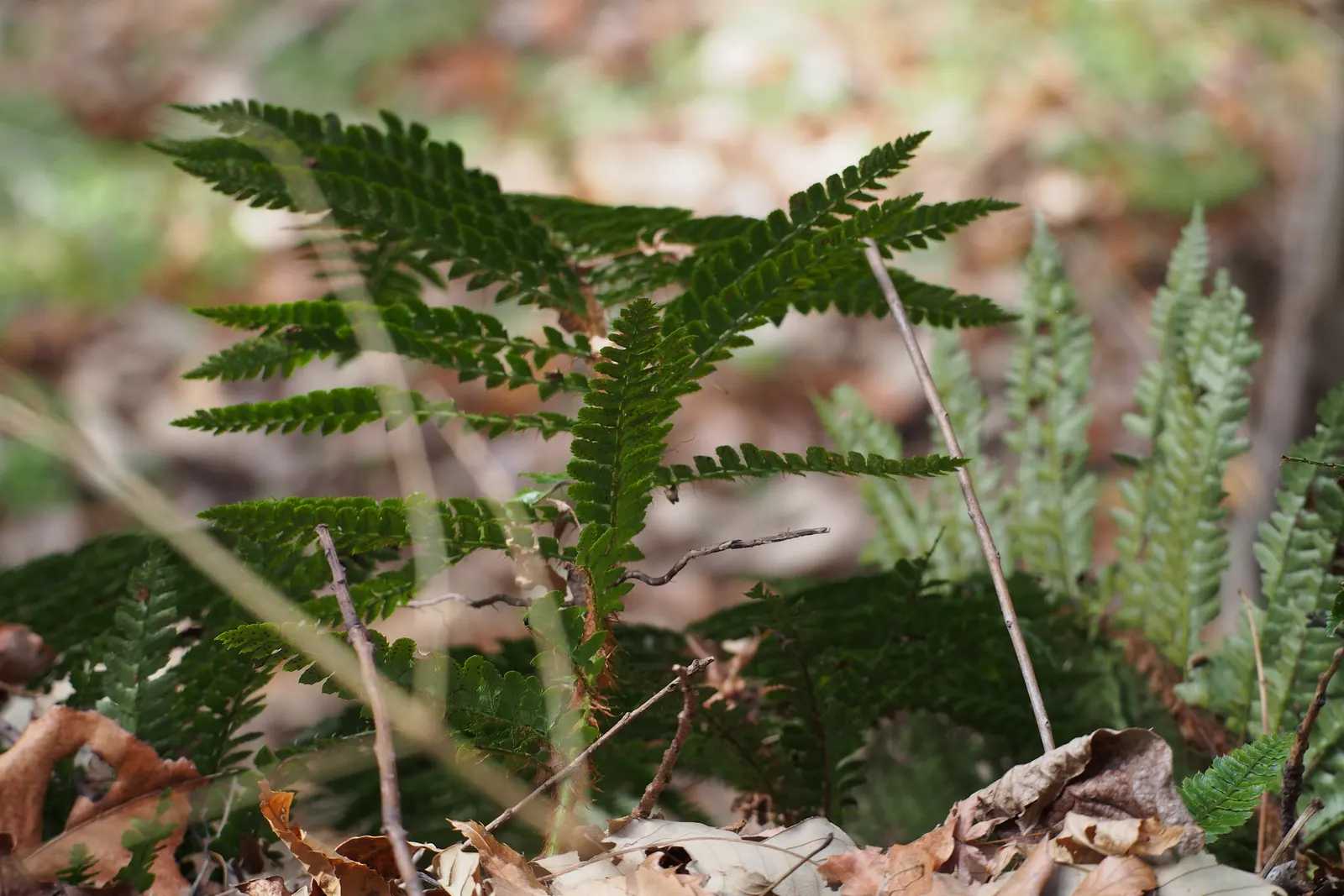 Japanese Tassel Fern (Polystichum Polyblepharum) — glossy fronds that can reach up to 1 to 2 feet in length and about 6 to 8 inches in width once mature