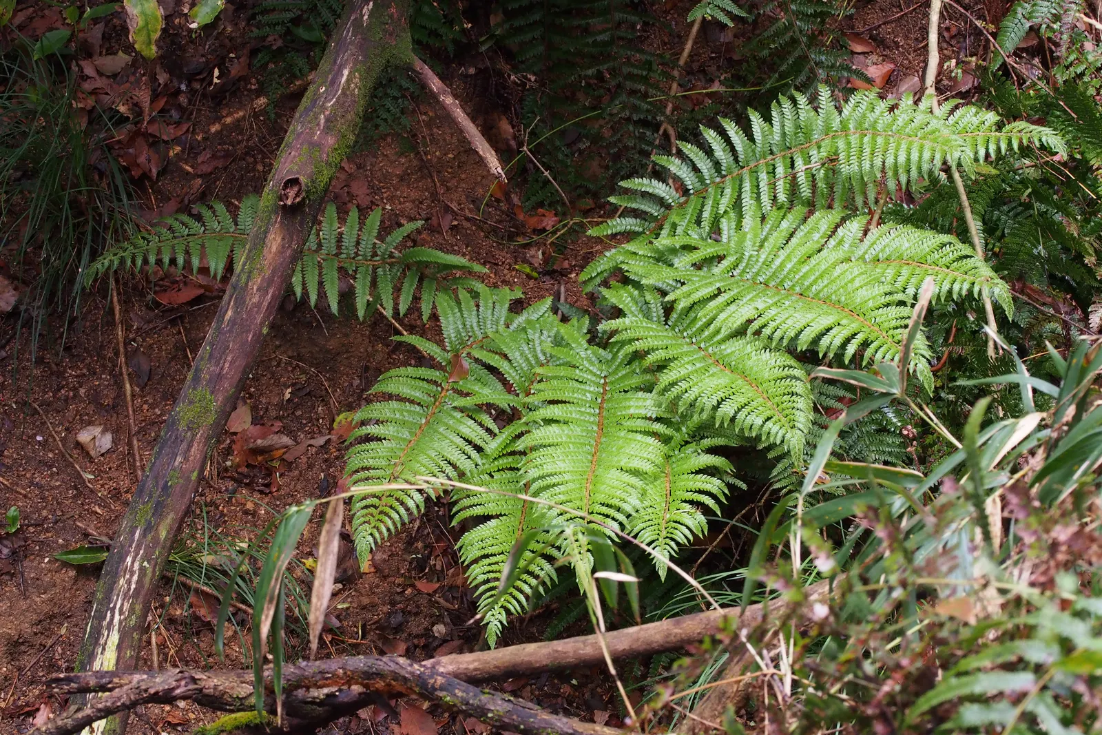 Japanese Tassel Fern (Polystichum Polyblepharum) — Thriving in moist, well-drained soil, it prefers a temperate zone of USDA 6-8; lustrous fronds can reach up