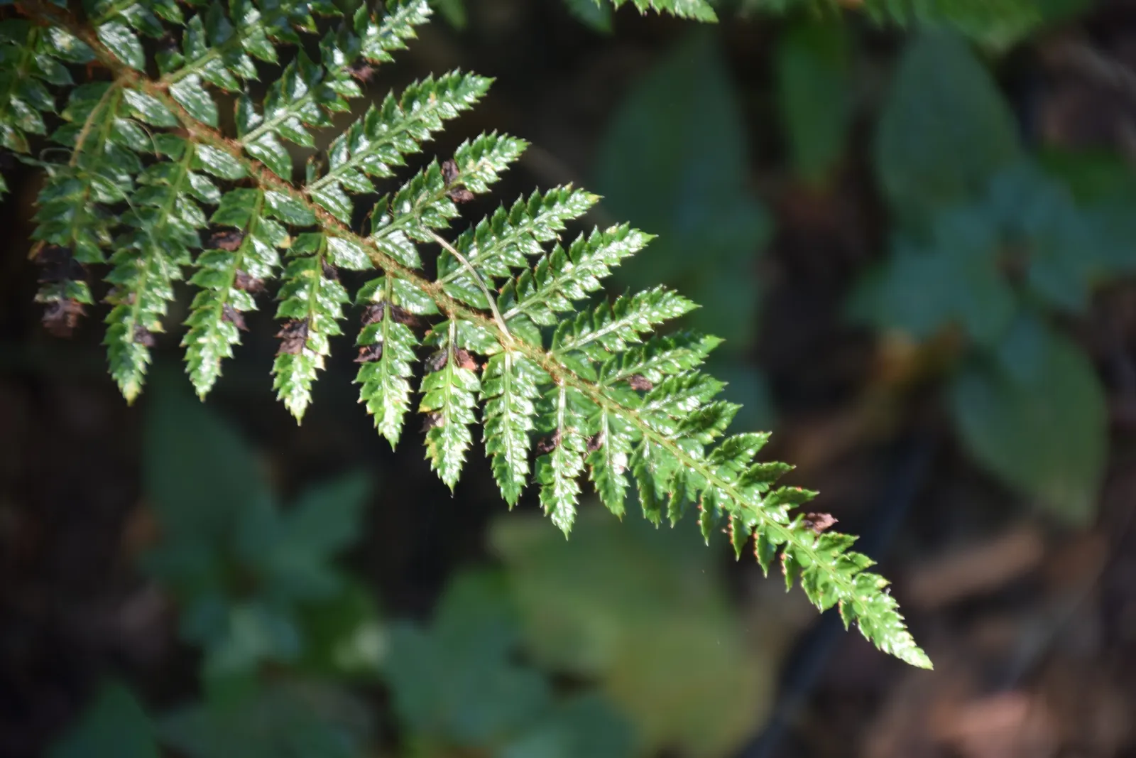 Japanese Tassel Fern (Polystichum Polyblepharum) — It's best situated in a north-facing garden or under the dappled shade of deciduous trees