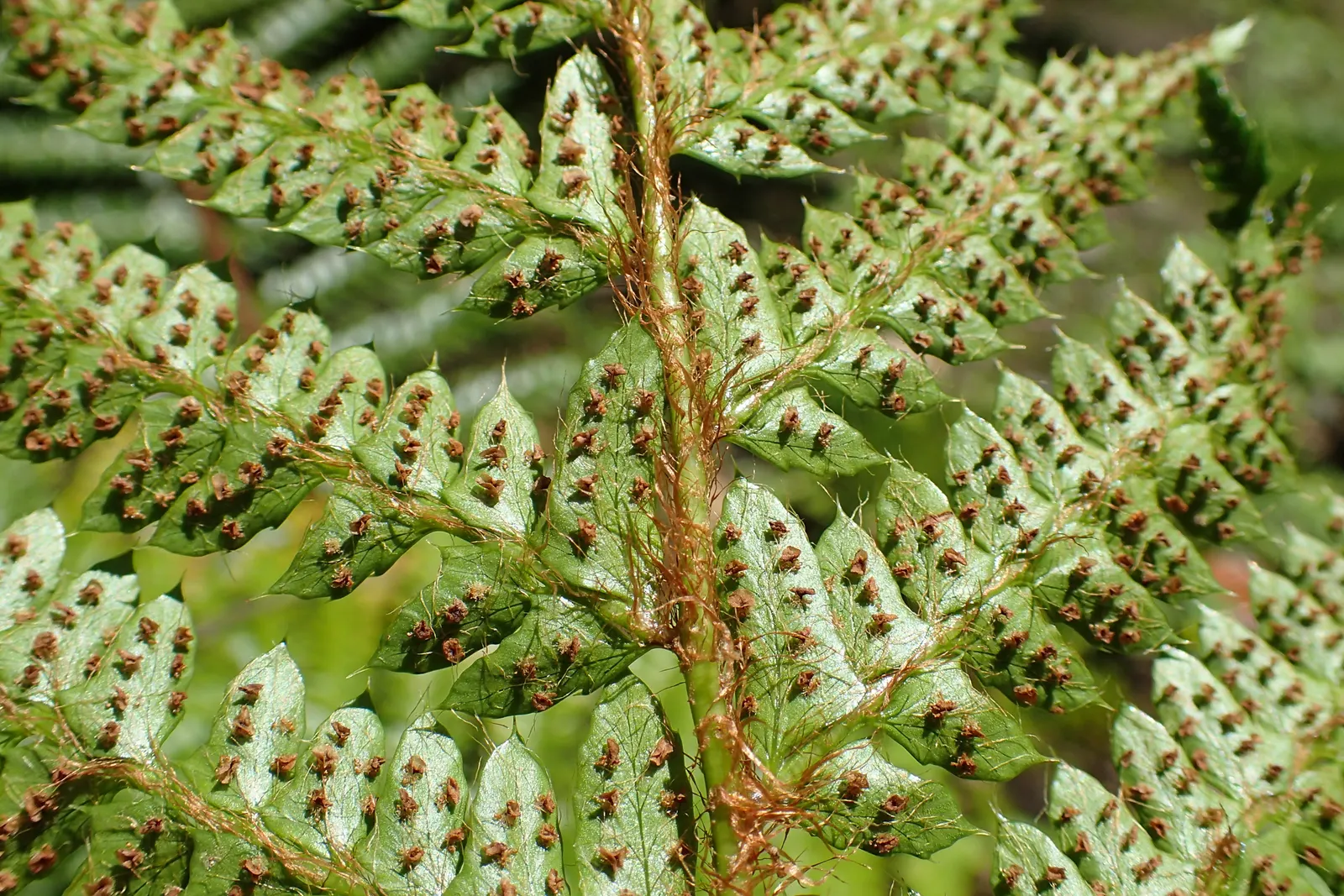 Japanese Tassel Fern (Polystichum Polyblepharum) — Each frond unfolds in a tassel-like fashion; perfect for woodland gardens, this fern adds a graceful texture