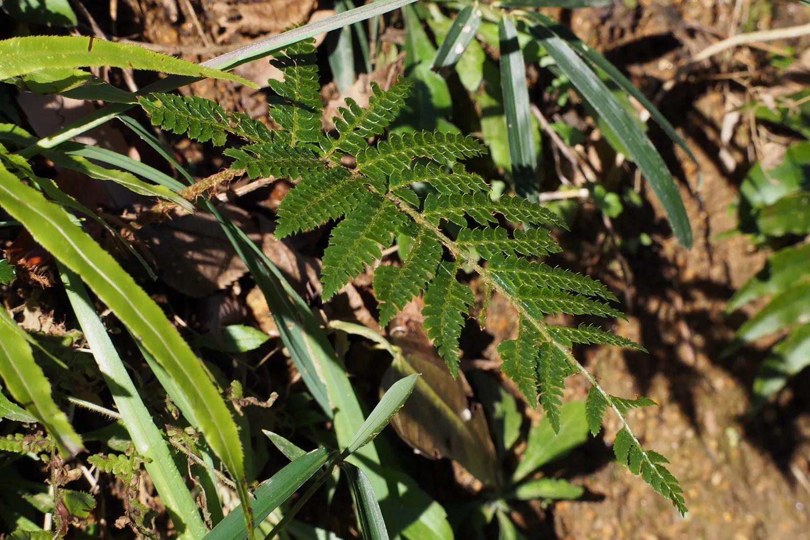 Japanese Tassel Fern (Polystichum Polyblepharum) — where it won't be subjected to desiccating winds; unfurling with a distinct tassel-like tip as they mature