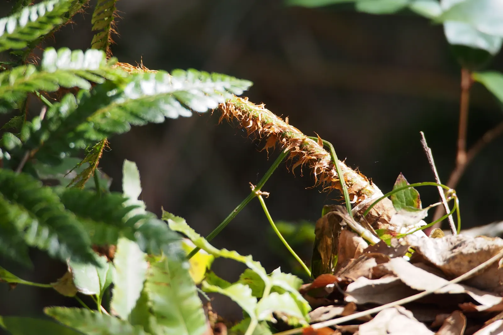 Japanese Tassel Fern (Polystichum Polyblepharum) — Japanese Tassel Fern (Polystichum polyblepharum) is an elegant, shade-loving evergreen fern; thriving in