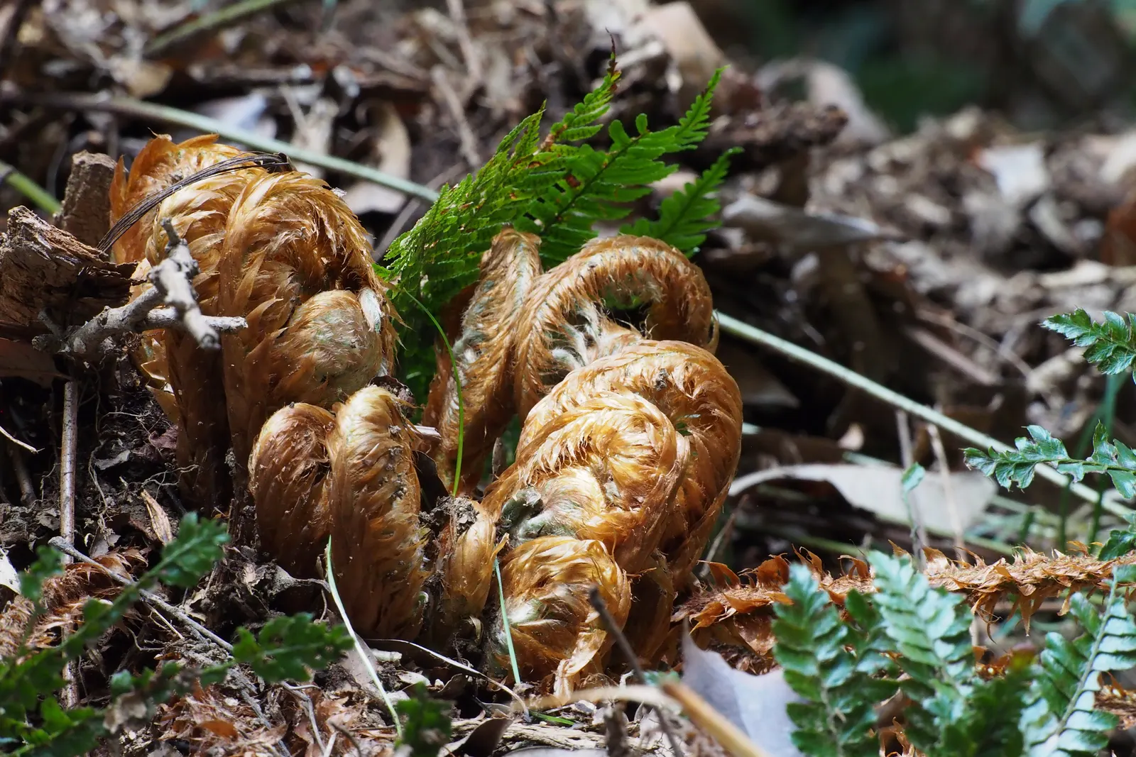 Japanese Tassel Fern (Polystichum Polyblepharum) — lustrous fronds can reach up to 1-2 feet in length