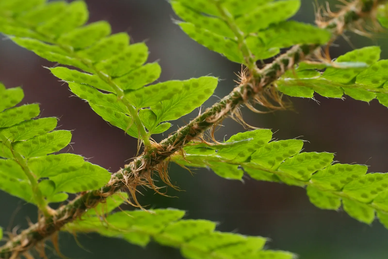 Japanese Tassel Fern (Polystichum Polyblepharum) — glossy fronds that can reach up to 1 to 2 feet in length and about 6 to 8 inches in width once mature; the