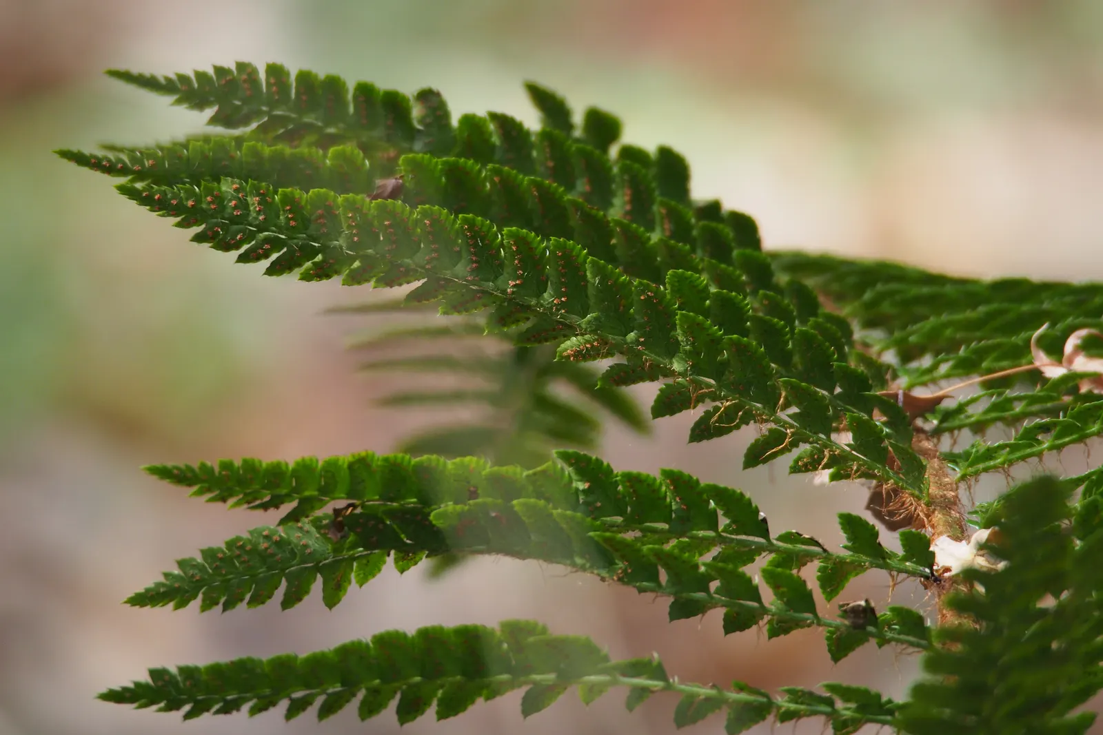 Japanese Tassel Fern (Polystichum Polyblepharum) — is an exquisite perennial fern that brings a touch of elegance to any shade garden