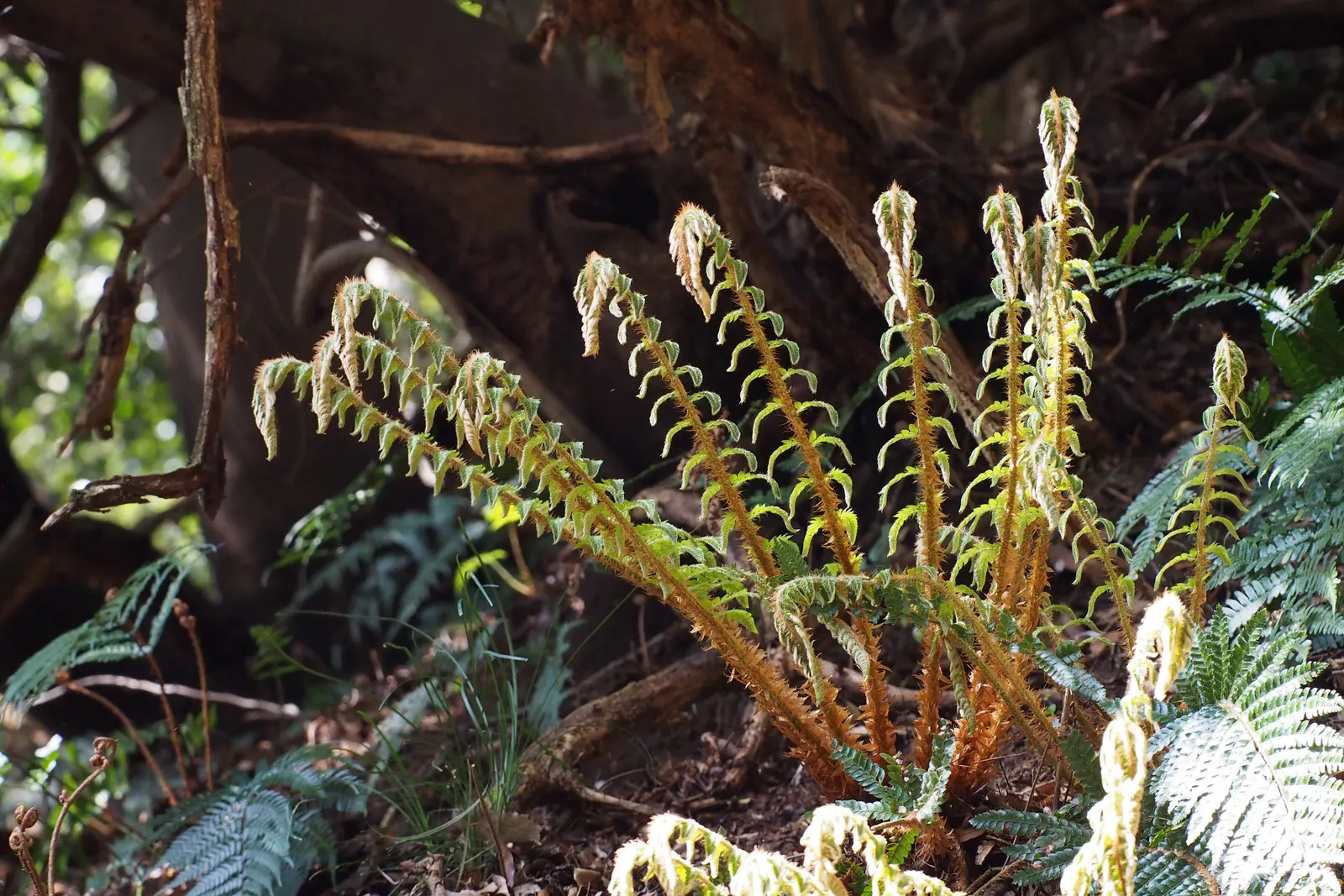 Japanese Tassel Fern (Polystichum Polyblepharum) — making it a reliable backdrop for other shade-loving perennials or as a stand-alone specimen in a focal area