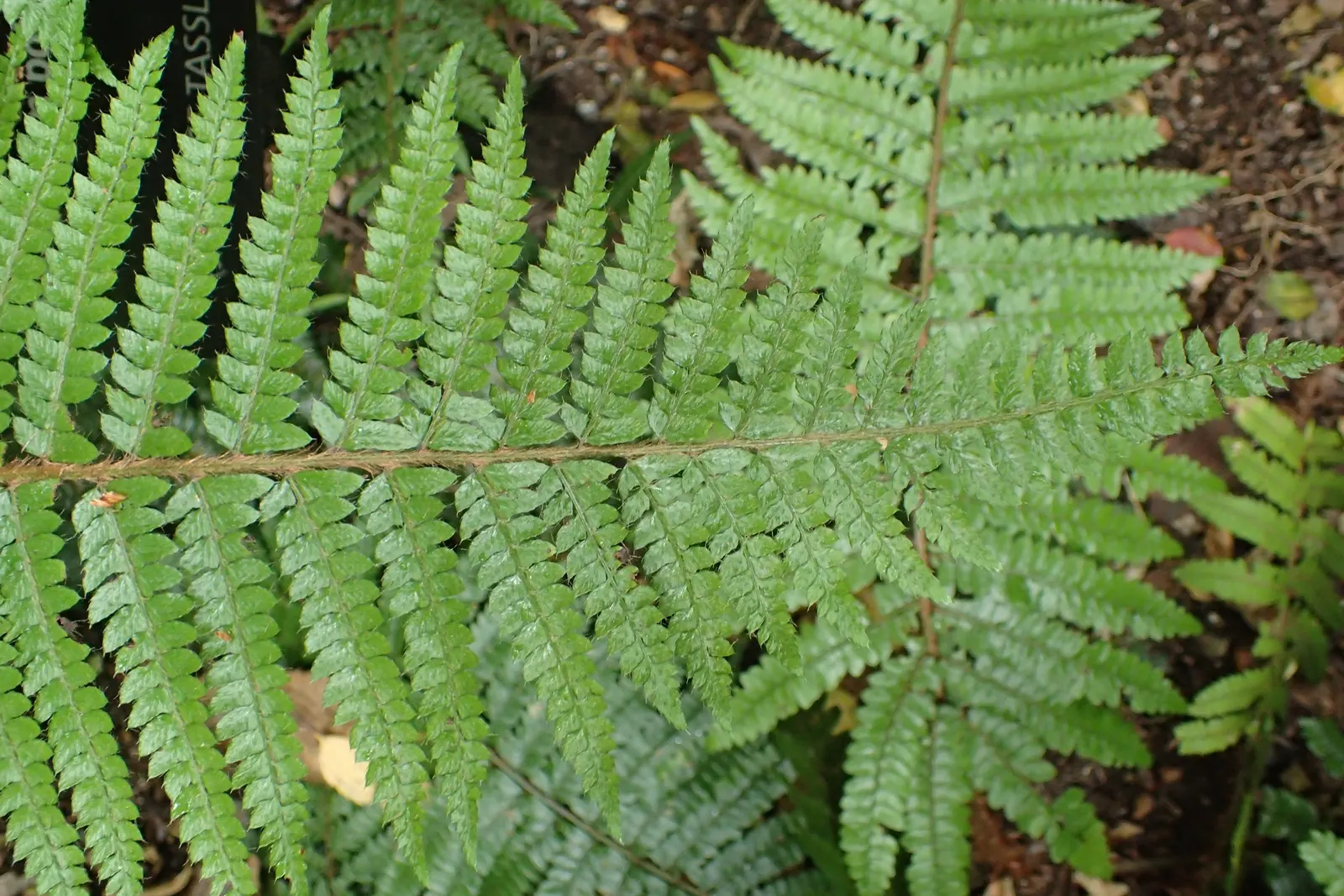Japanese Tassel Fern (Polystichum Polyblepharum) — Japanese Tassel Fern (Polystichum polyblepharum) is an elegant, shade-loving evergreen fern
