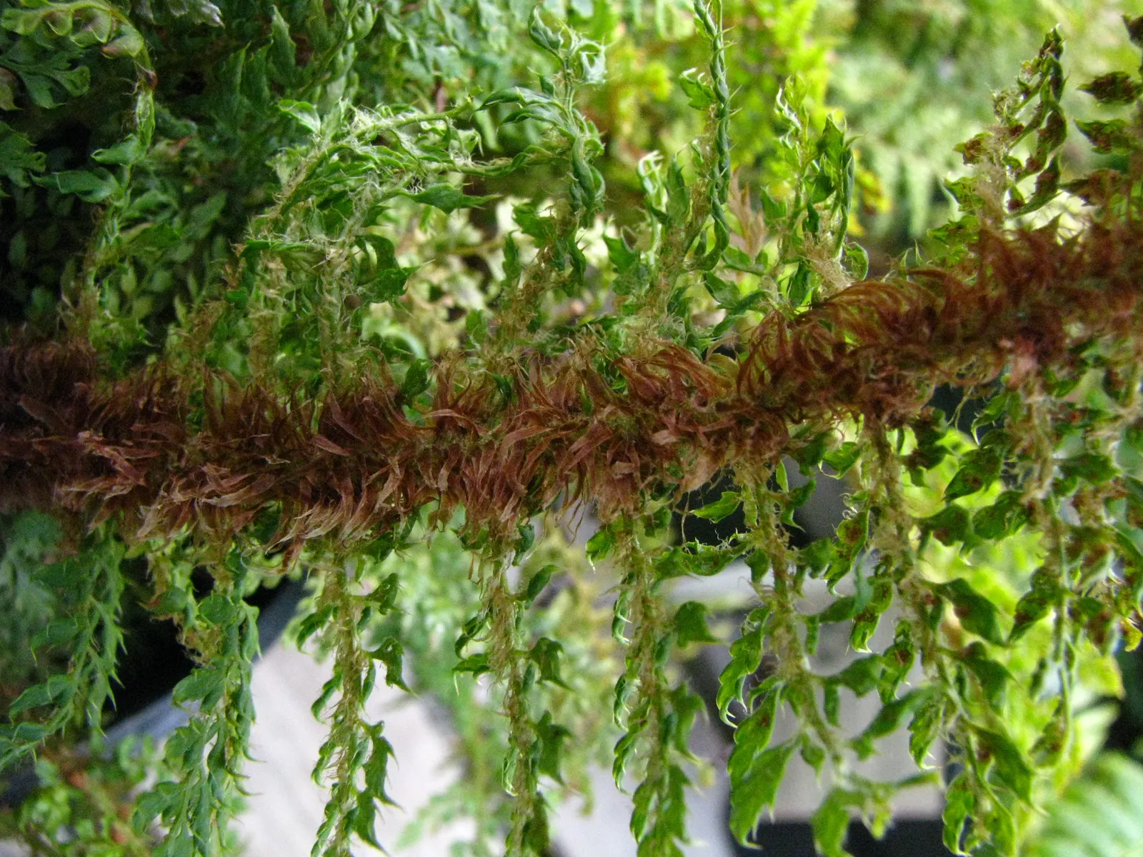 Japanese Tassel Fern (Polystichum Polyblepharum) — Each frond unfolds in a tassel-like fashion