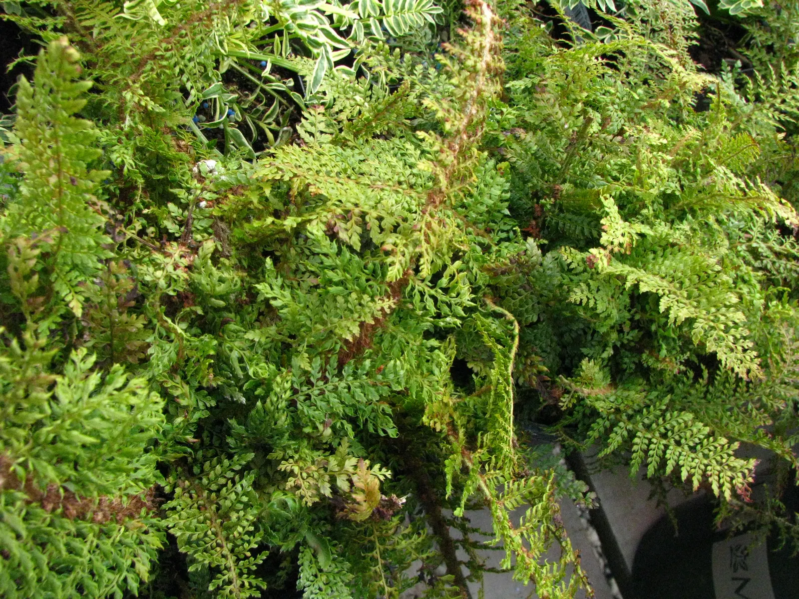 Japanese Tassel Fern (Polystichum Polyblepharum) — this fern is renowned for its luxurious