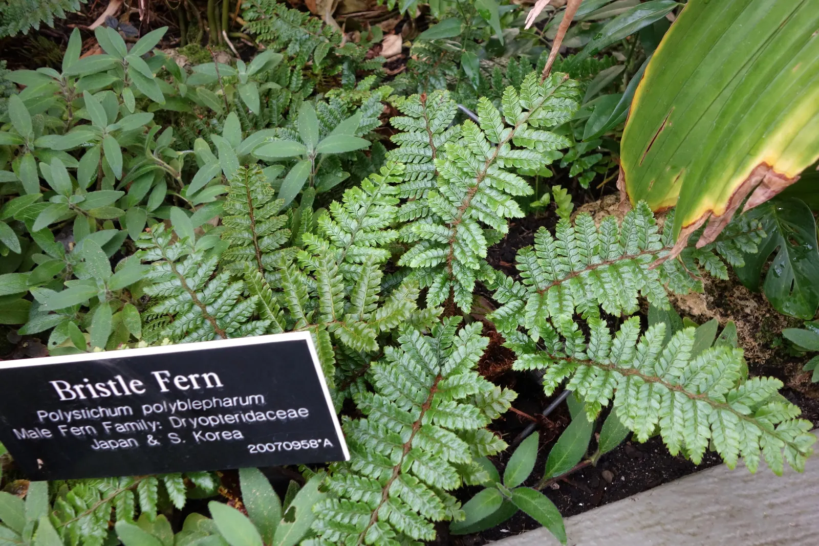 Japanese Tassel Fern (Polystichum Polyblepharum) — With its graceful arching form