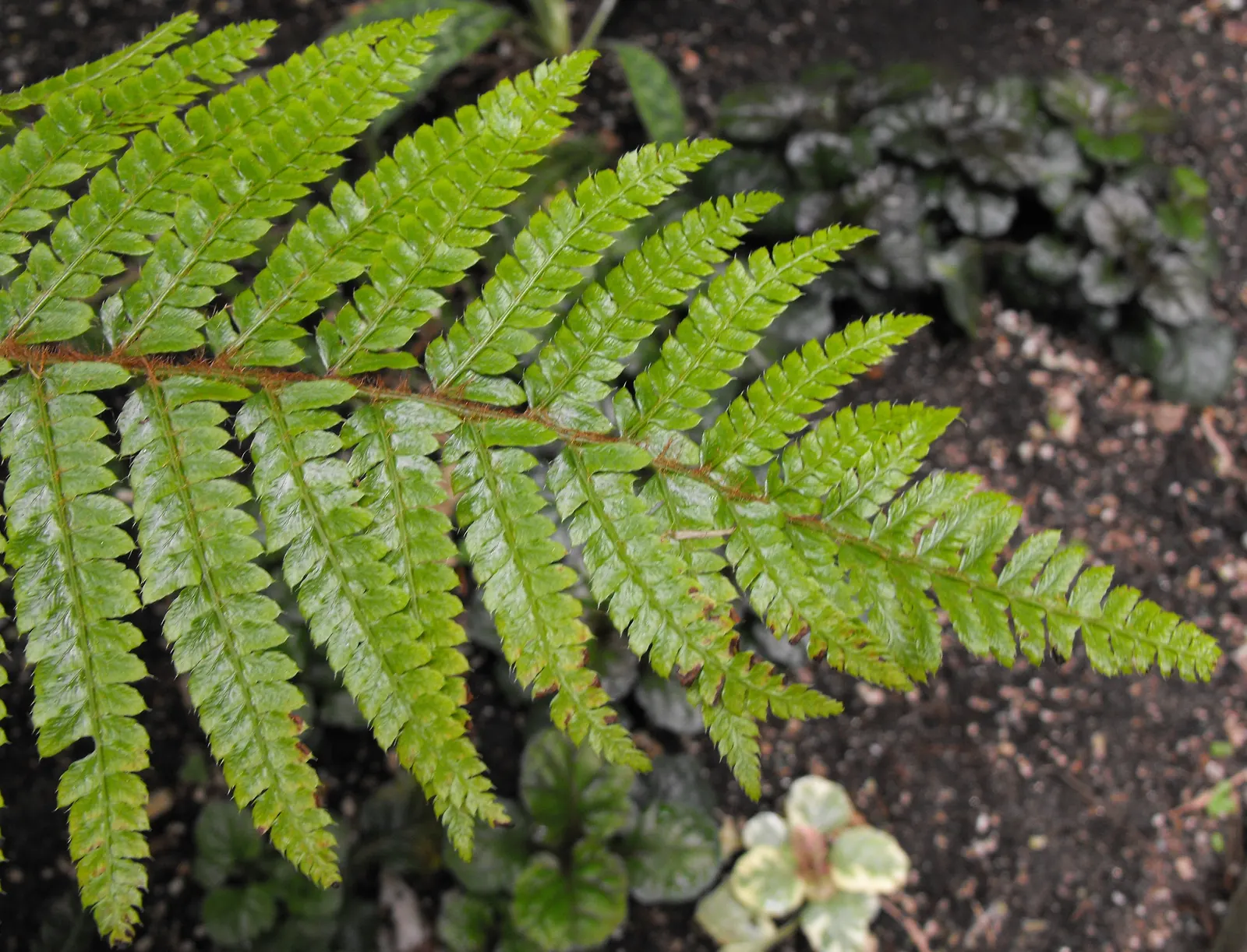 Japanese Tassel Fern (Polystichum Polyblepharum) — where it won't be subjected to desiccating winds