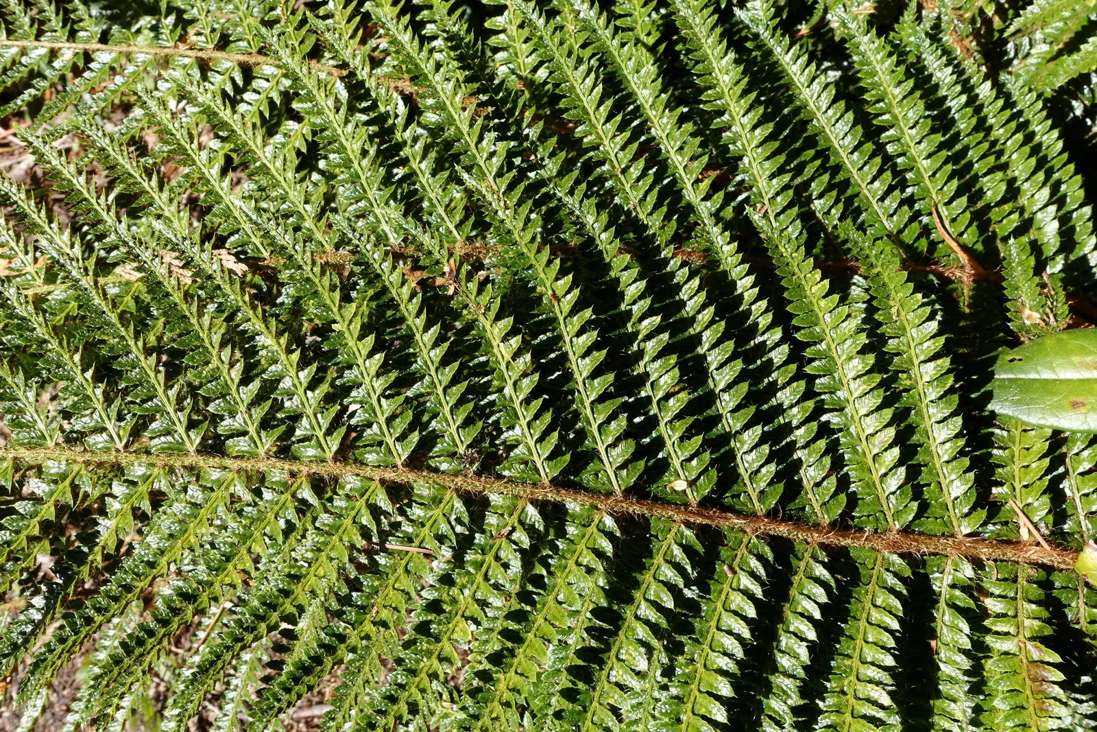 Japanese Tassel Fern (Polystichum Polyblepharum) — unfurling with a distinct tassel-like tip as they mature