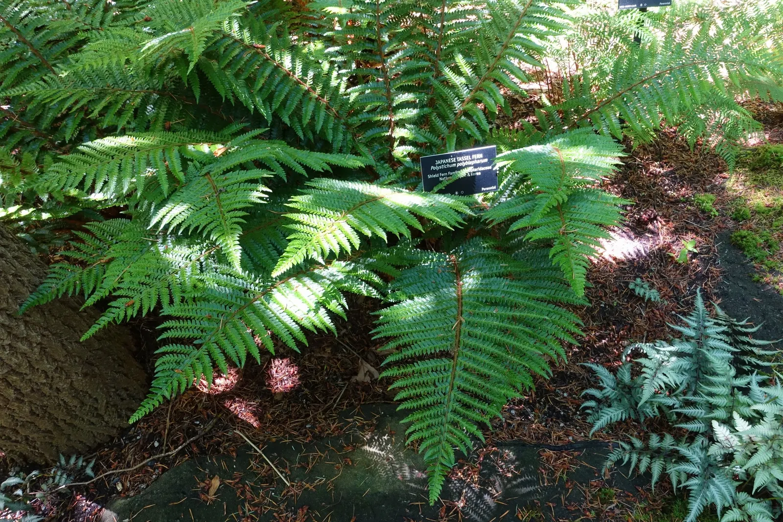 Japanese Tassel Fern (Polystichum Polyblepharum) — this fern is largely pest and disease-free