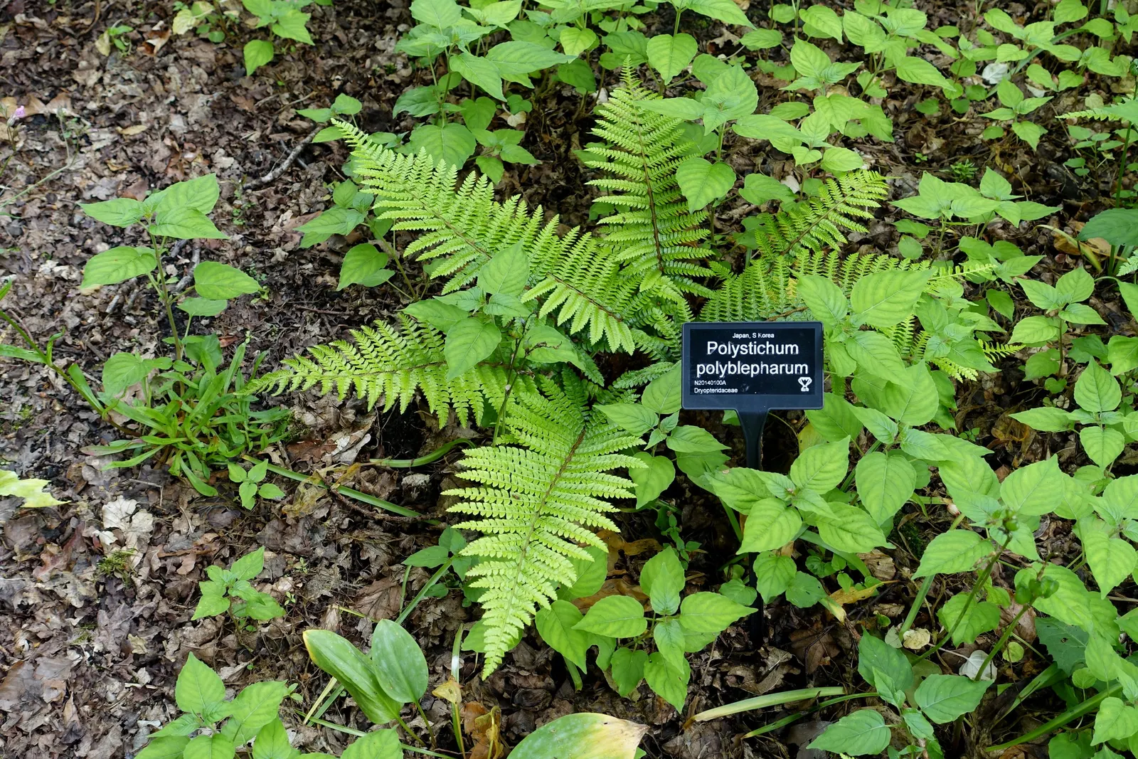 Japanese Tassel Fern (Polystichum Polyblepharum) — fern for deep shade or shade