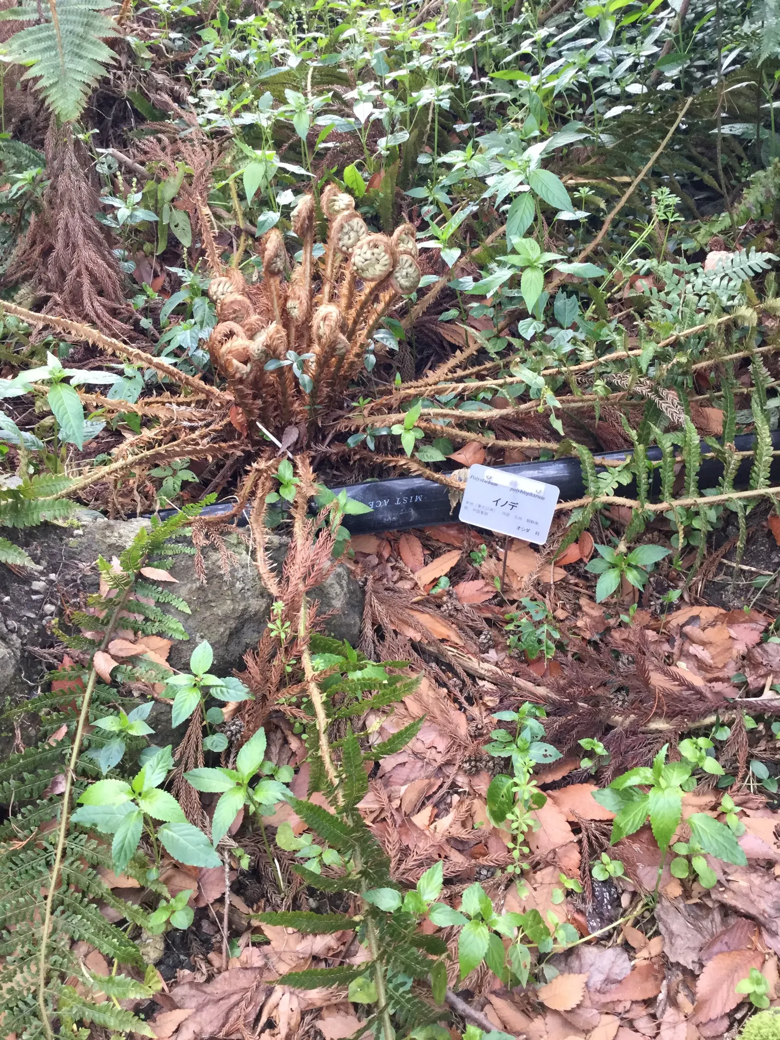 Japanese Tassel Fern (Polystichum Polyblepharum) — A native to the understory of Japanese forests; is an exquisite perennial fern that brings a touch of
