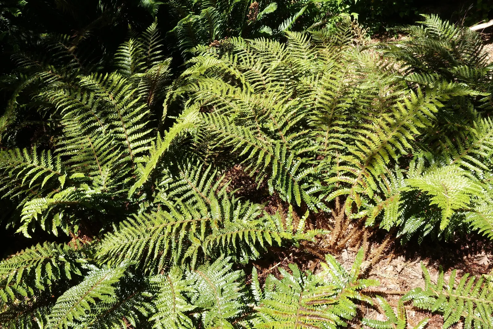 Japanese Tassel Fern (Polystichum Polyblepharum) — lustrous fronds can reach up to 1-2 feet in length; each frond unfolds in a tassel-like fashion