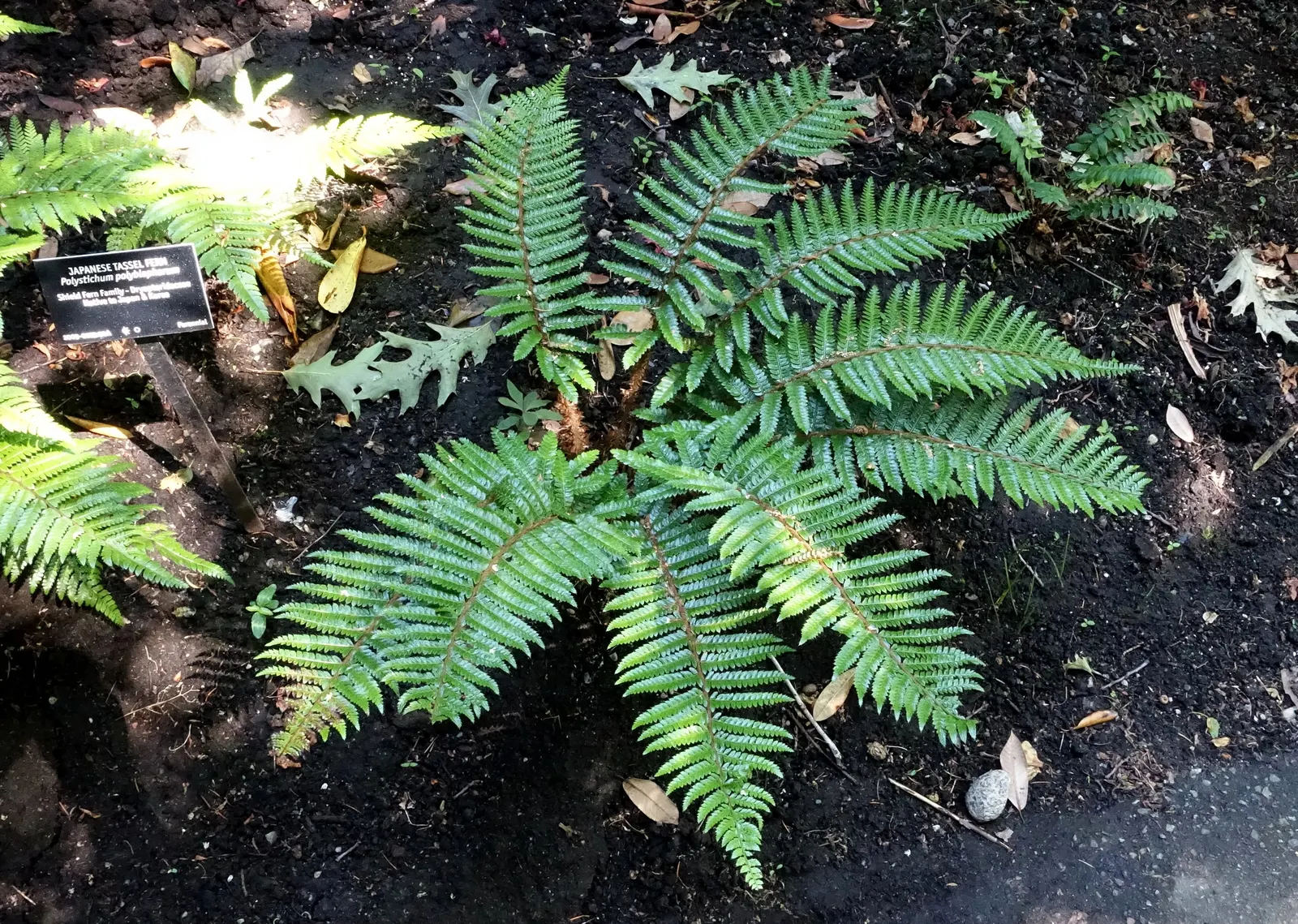 Japanese Tassel Fern (Polystichum Polyblepharum) — Perfect for woodland gardens, this fern adds a graceful texture and year-round interest to, image 28
