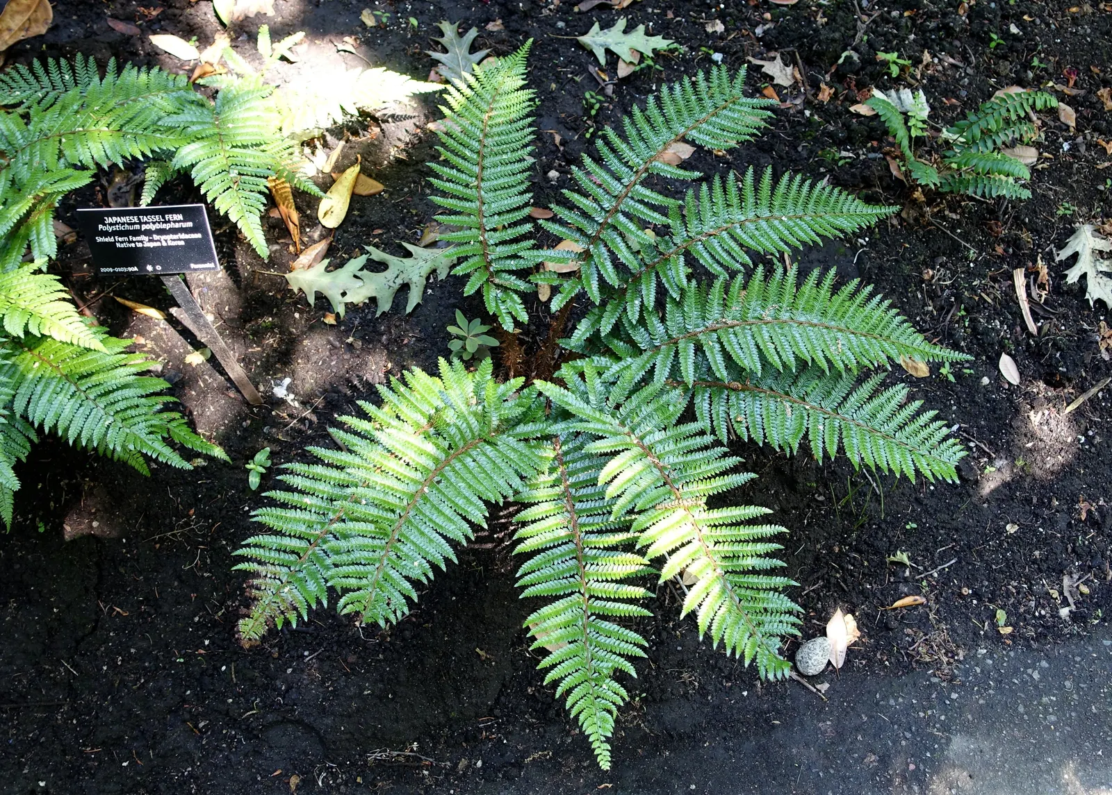 Japanese Tassel Fern (Polystichum Polyblepharum) — is an exquisite perennial fern that brings a touch of elegance to any shade garden; fern for deep shade or