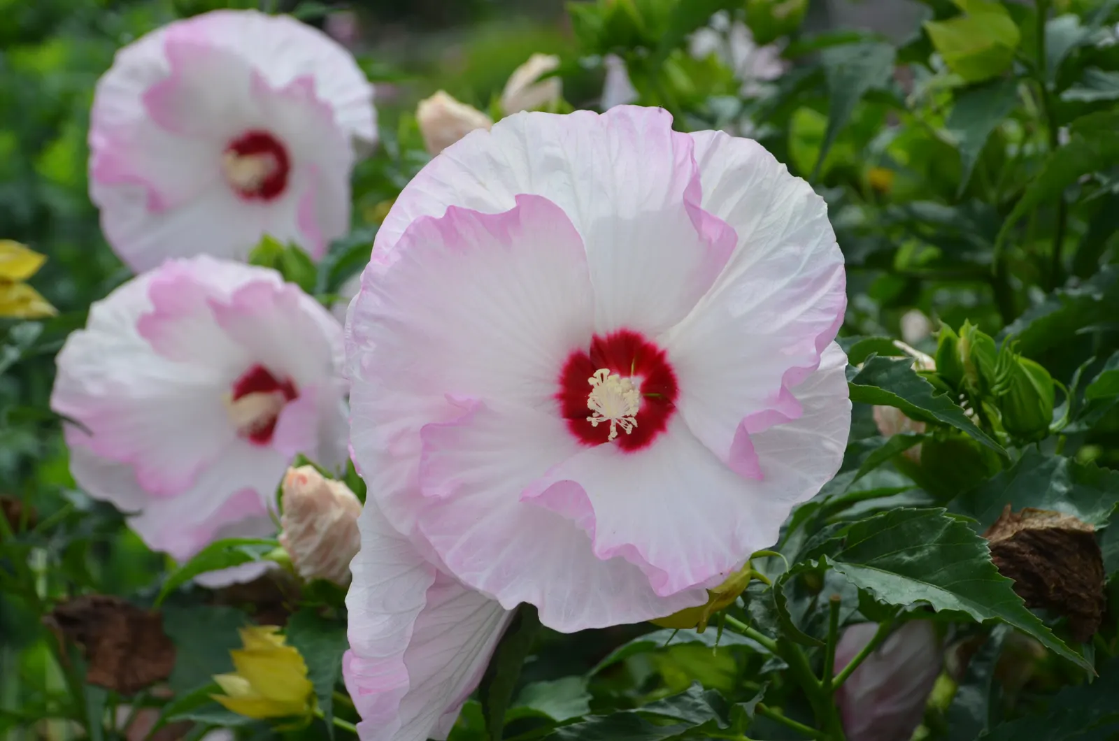'Ballet Slippers' Rose Mallow (Hibiscus hybrid) — information and resources