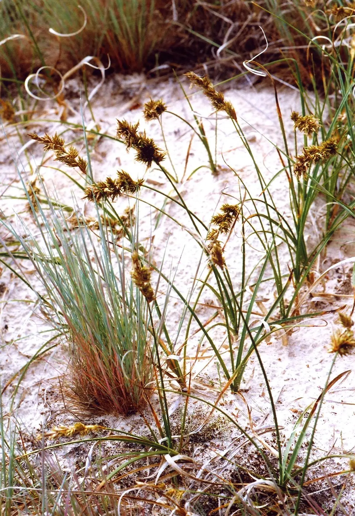 Texas Sedge (Carex Texensis) — Texas Sedge, or Carex texensis, is a versatile ground cover with fine-textured, grass-like foliage