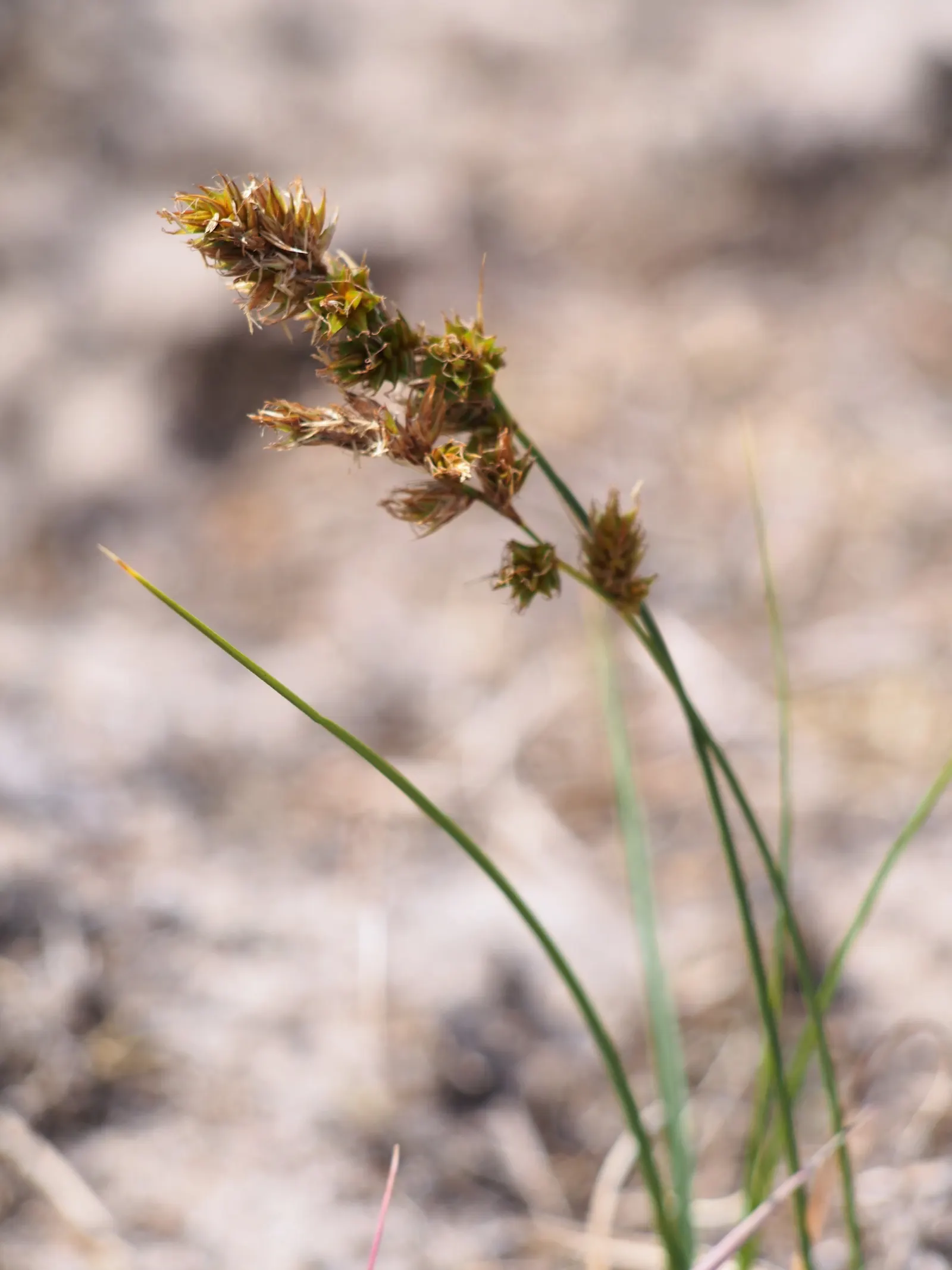 Texas Sedge (Carex Texensis) — Thriving in USDA zones 5-9, it reaches a height of 6-12 inches and spreads gradually via rhizomes