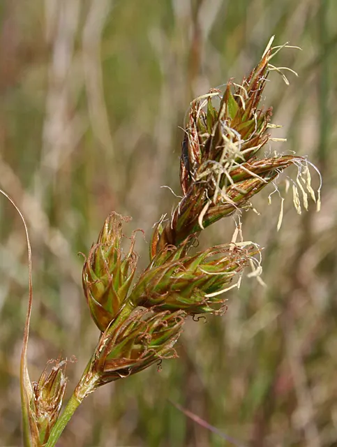 Texas Sedge (Carex Texensis) — This species belongs to the extensive Carex family