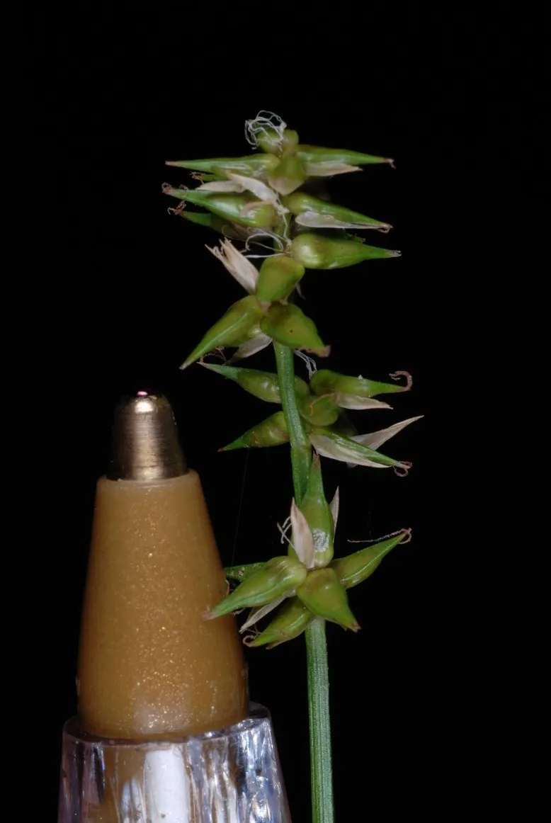 Texas Sedge (Carex Texensis) — Adds texture to woodland gardens and naturalistic landscapes