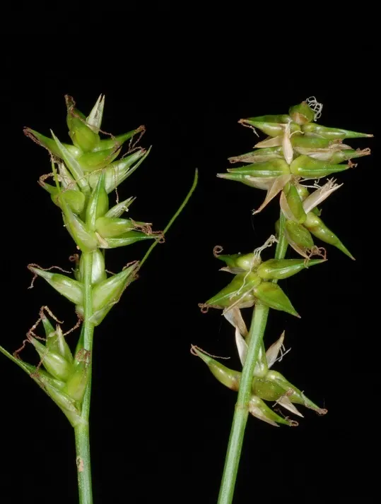 Texas Sedge (Carex Texensis) — typically flourishing in the diverse Texan landscape