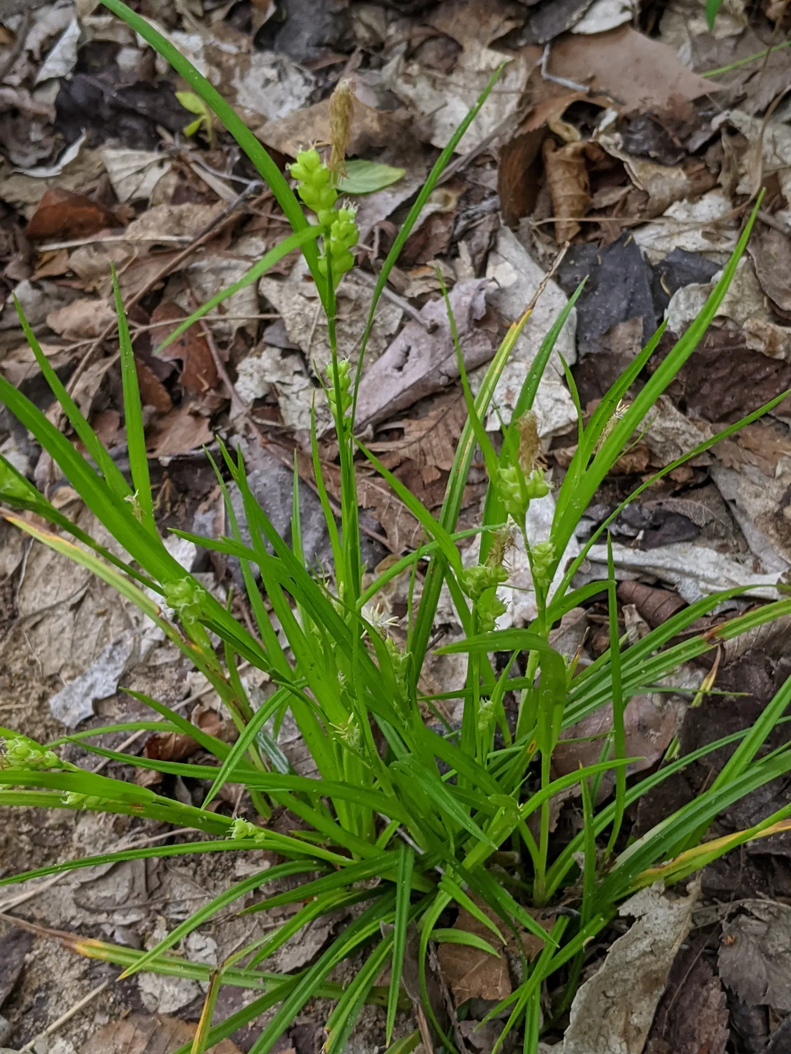 Texas Sedge (Carex Texensis) — scientifically known as Carex texensis