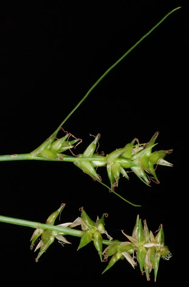 Texas Sedge (Carex Texensis) — is a versatile and resilient native ground cover