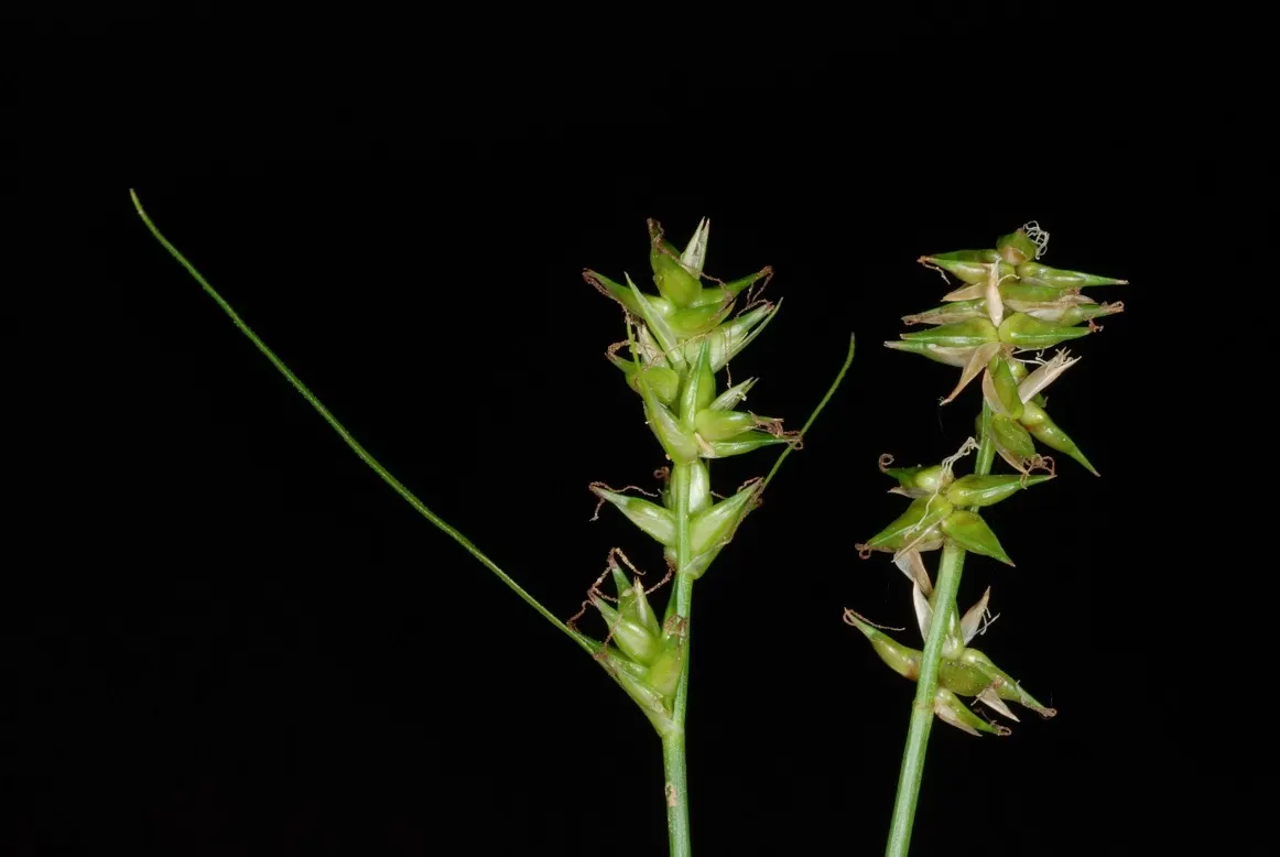 Texas Sedge (Carex Texensis) — Its hardy nature makes it ideal for low-maintenance areas, adding greenery without overshadowing nearby plants