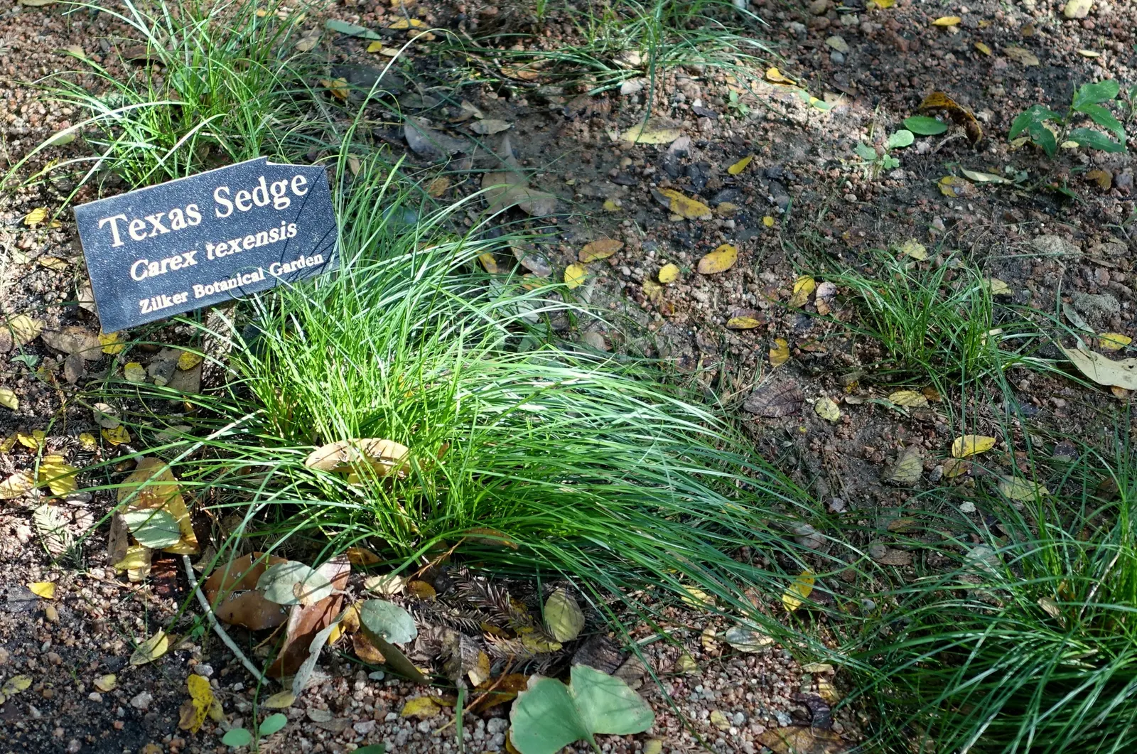 Texas Sedge (Carex Texensis) — Adaptable to partial shade and well-drained soils, it is drought-tolerant once established