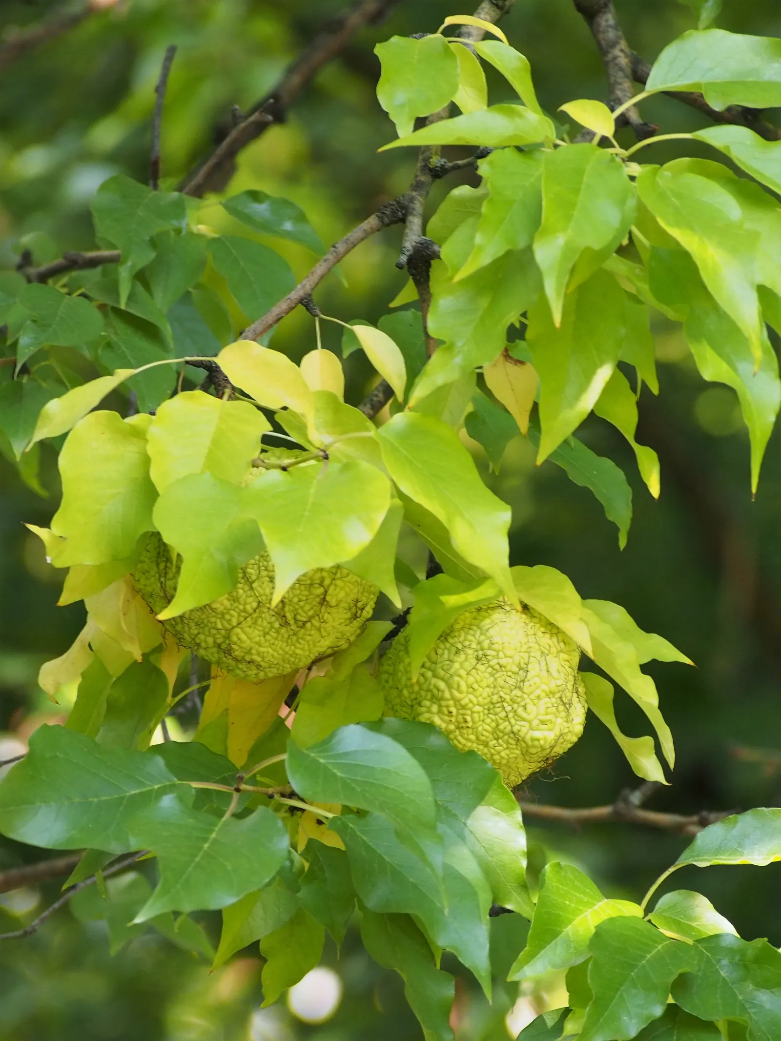 Osage Orange (Maclura Pomifera) — are not true fruits but rather multiple fruits