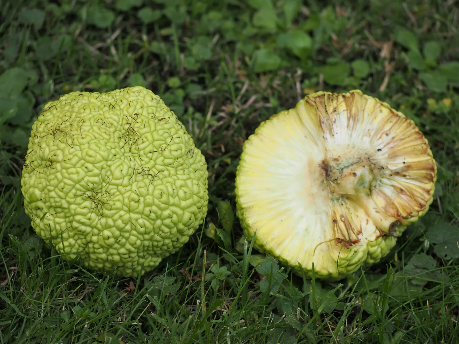 Osage Orange (Maclura Pomifera) — This hardy tree is especially noteworthy for its dense; make the Osage Orange an excellent choice for creating windbreaks and