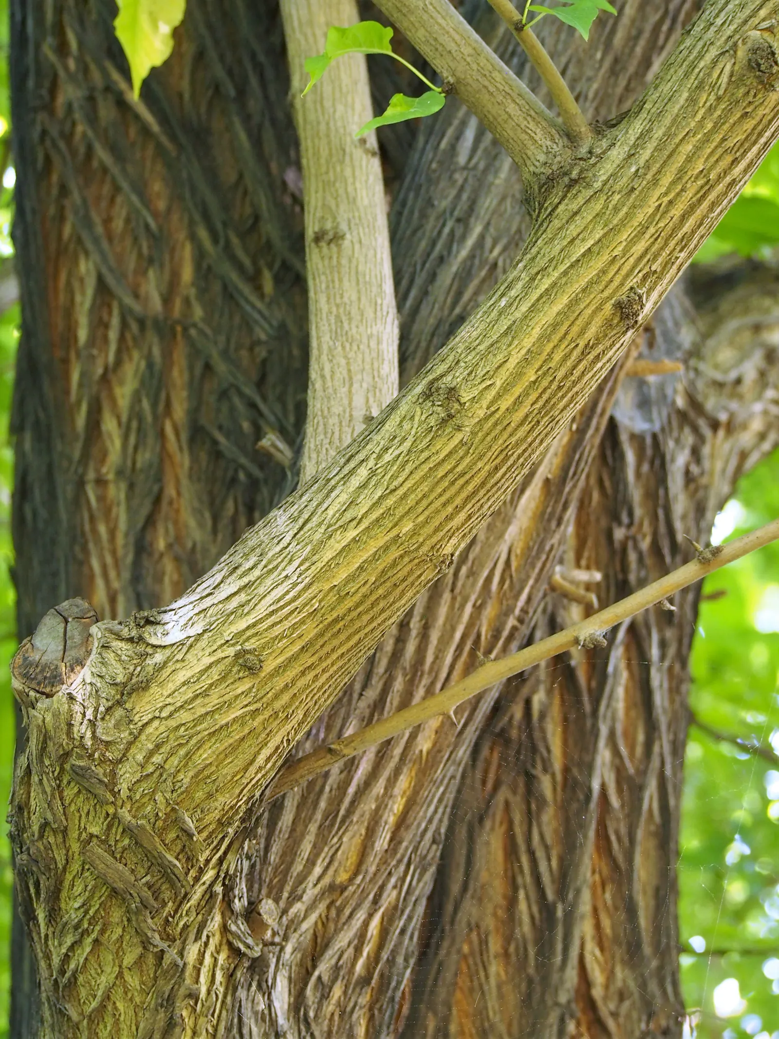 Osage Orange (Maclura Pomifera) — reaching 20-40 feet in height and spread; suited for windbreaks or privacy hedges