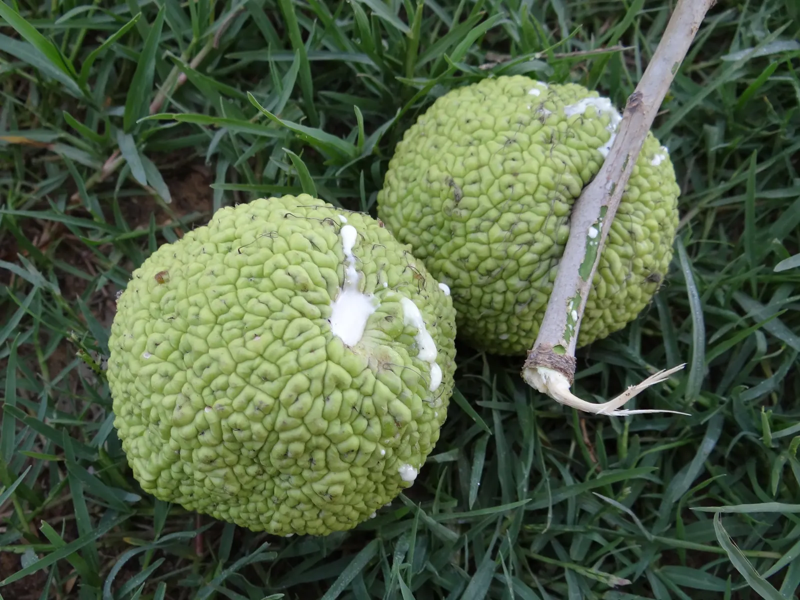 Osage Orange (Maclura Pomifera) — this species can reach remarkable heights of 30 to 50 feet