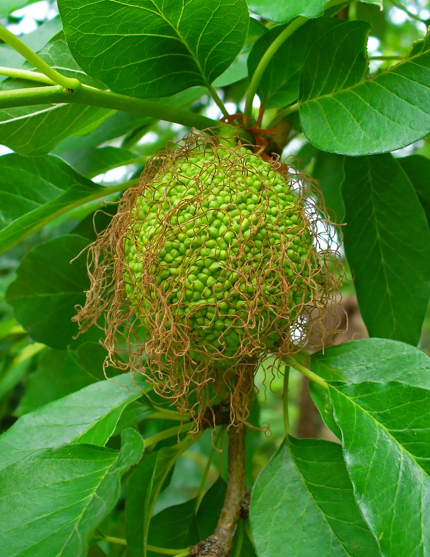 Osage Orange (Maclura Pomifera) — make the Osage Orange an excellent choice for creating windbreaks and natural barriers