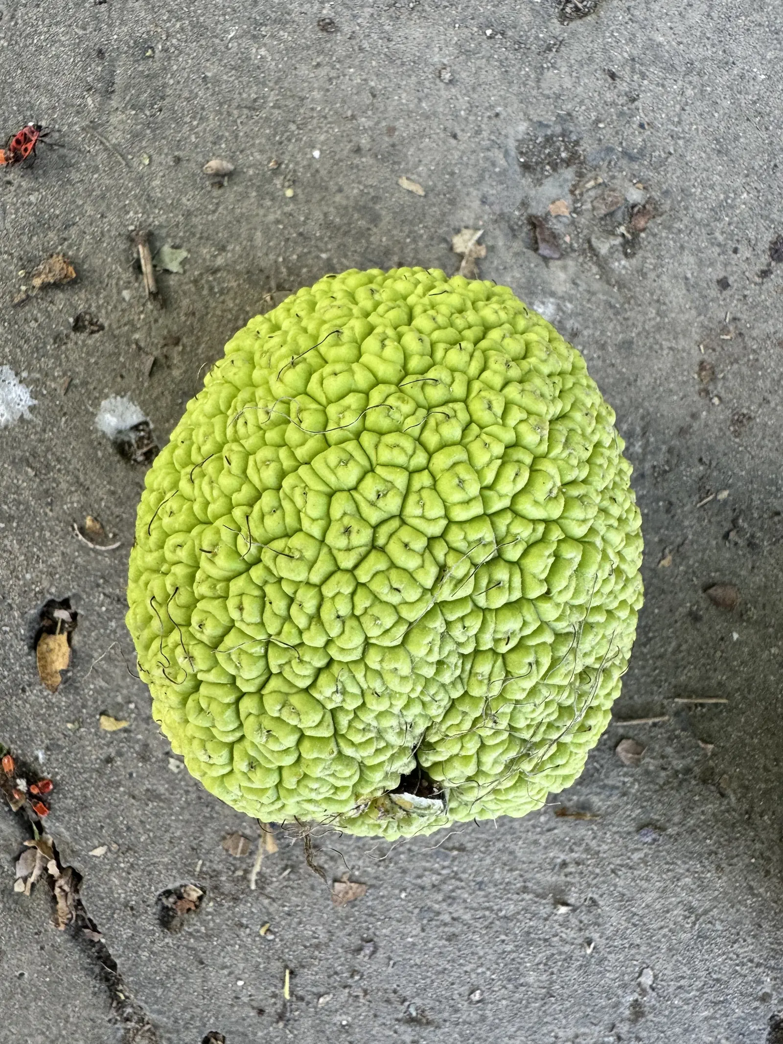 Osage Orange (Maclura Pomifera) — this tree thrives in full sun and adapts to various soils but prefers well-drained sites; are not true fruits but rather