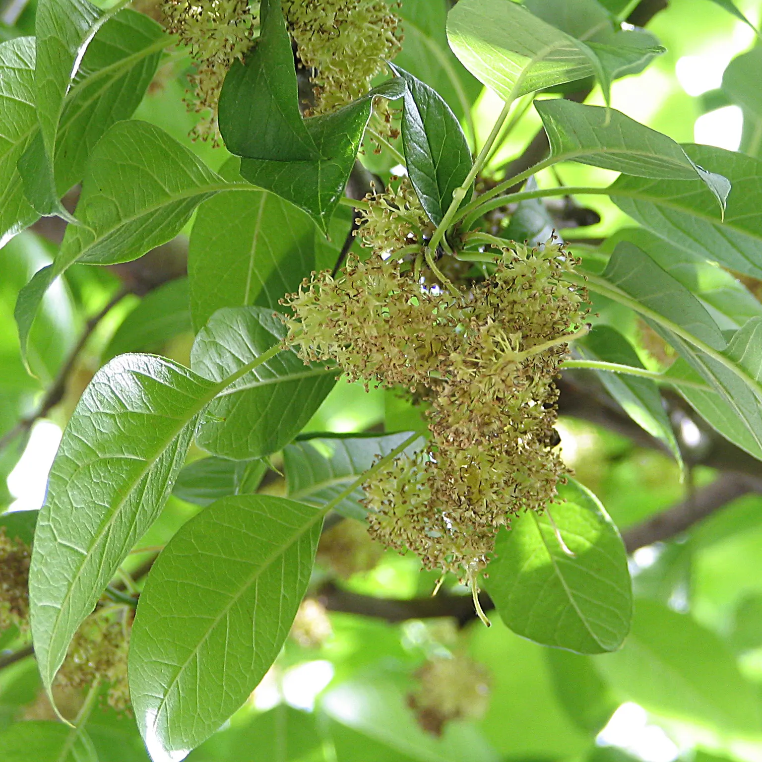 Osage Orange (Maclura Pomifera) — up to 6 inches in diameter