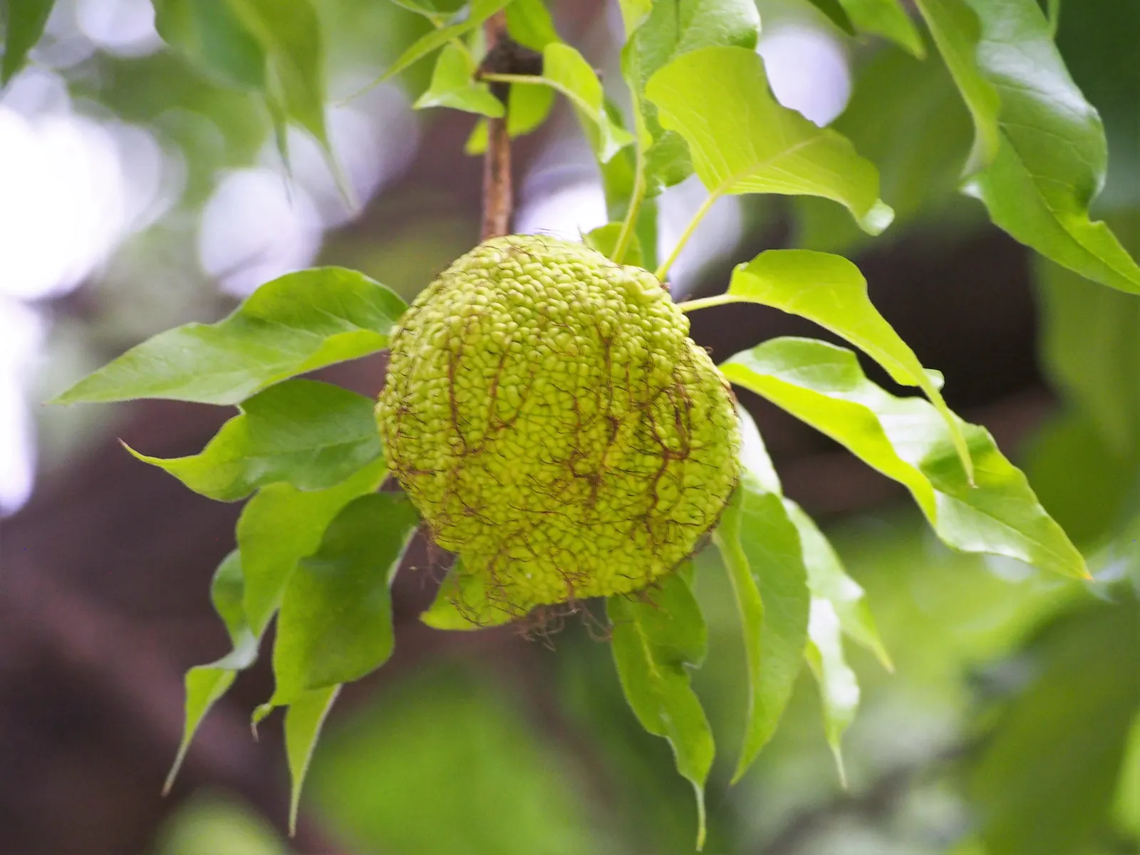 Osage Orange (Maclura Pomifera) — Seasonal yellow foliage provides autumn appeal; up to 6 inches in diameter